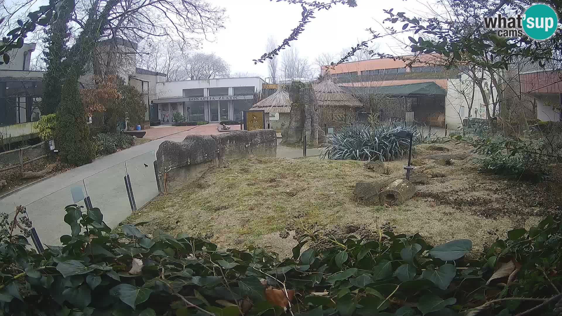 Zoo Zagreb – Meerkat (Suricate)