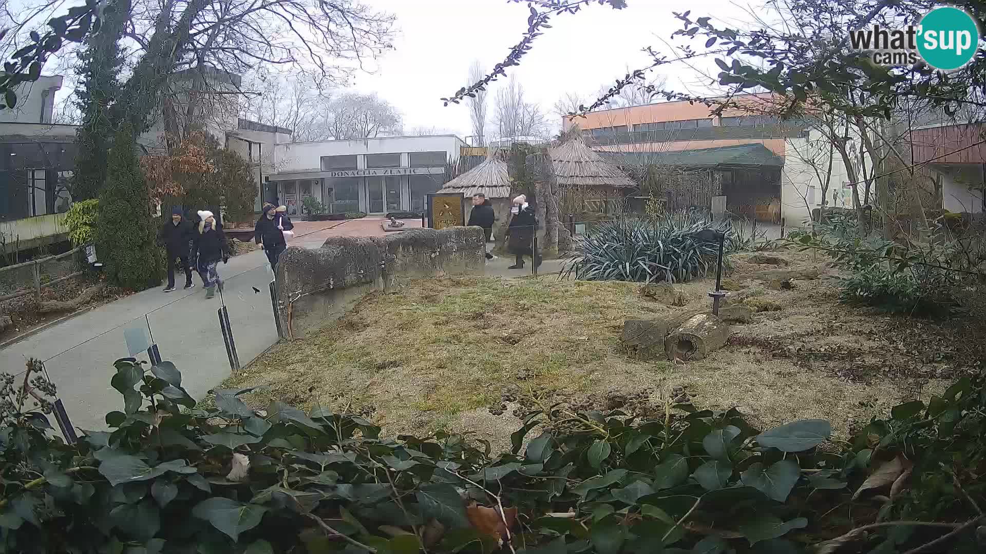 Zoo Zagreb – Meerkat (Suricate)