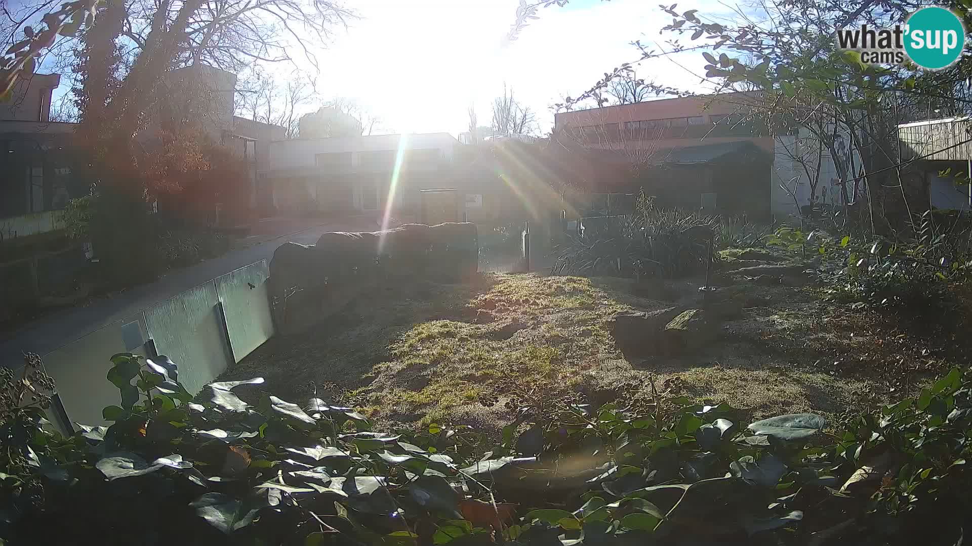 Zoo Zagreb – Meerkat (Suricate)