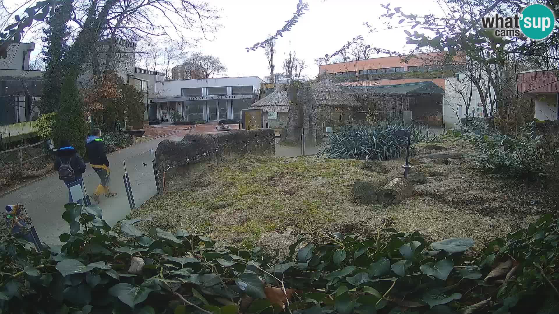 Zoo Zagreb – Suricate