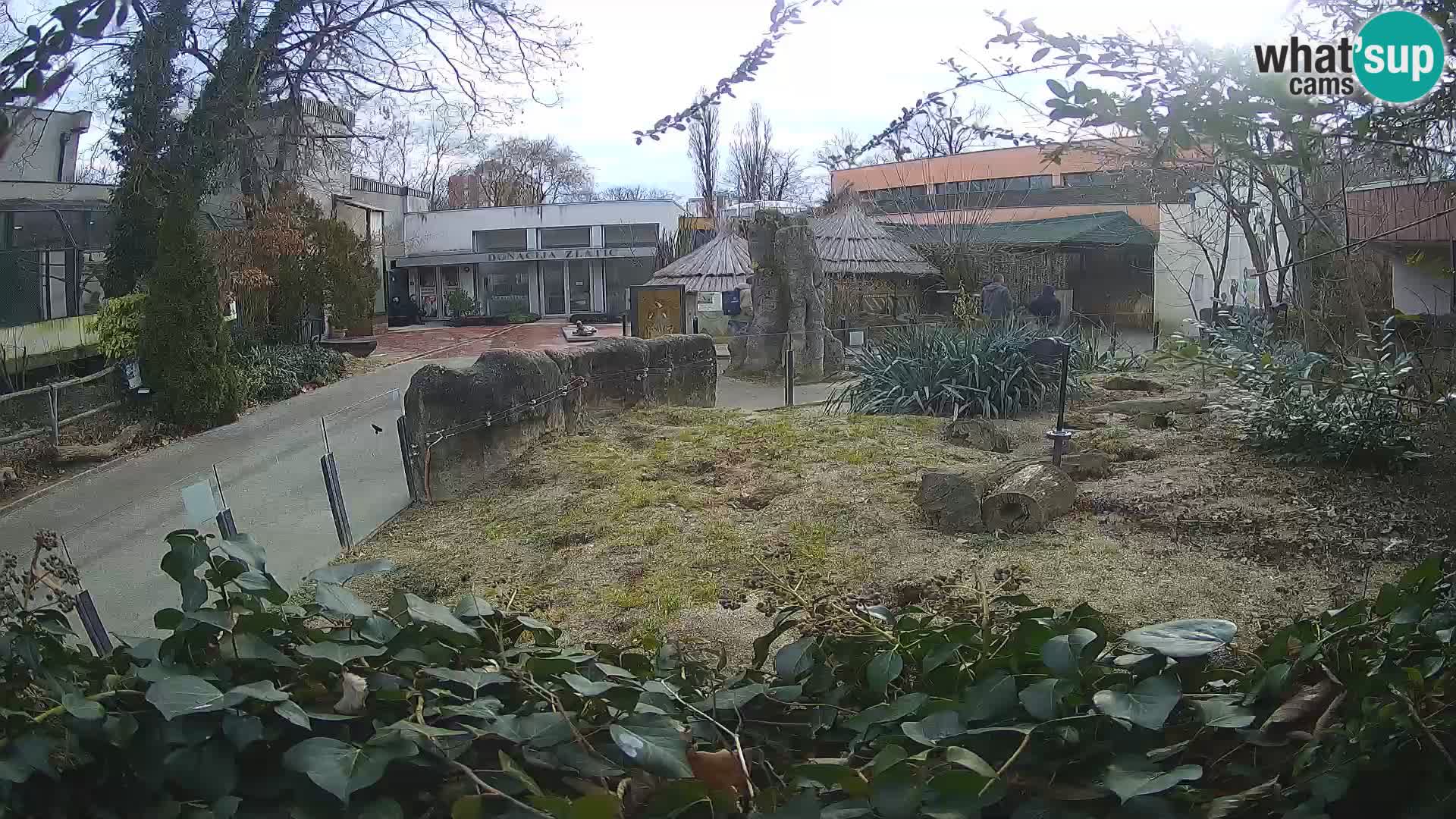 Zoo Zagreb – Suricate