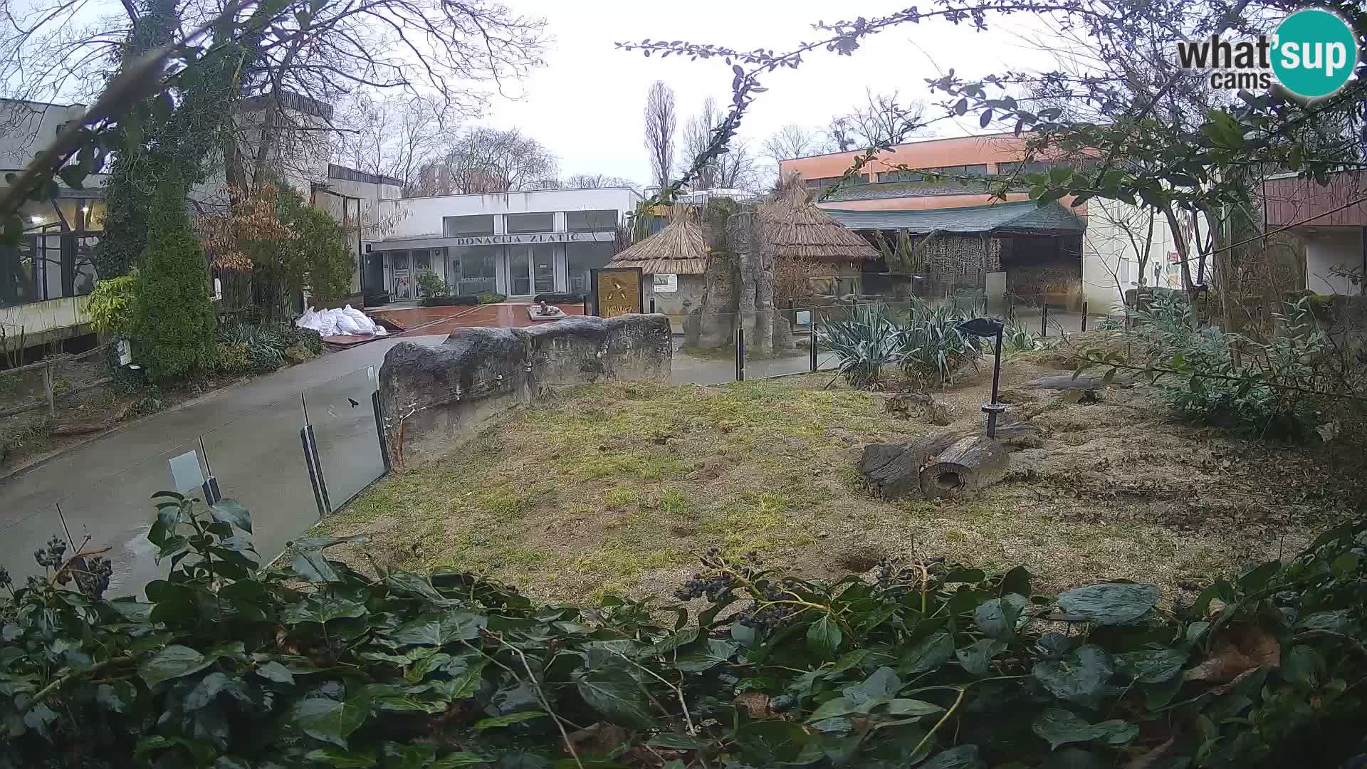 Zoo Zagreb – Meerkat (Suricate)