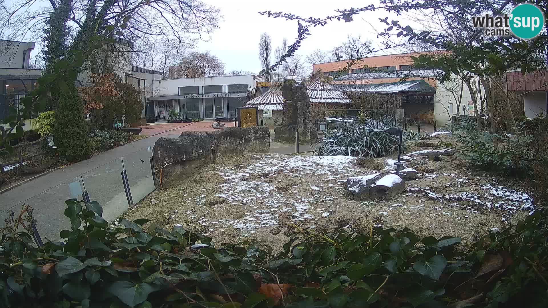 Zoo Zagreb – Meerkat (Suricate)