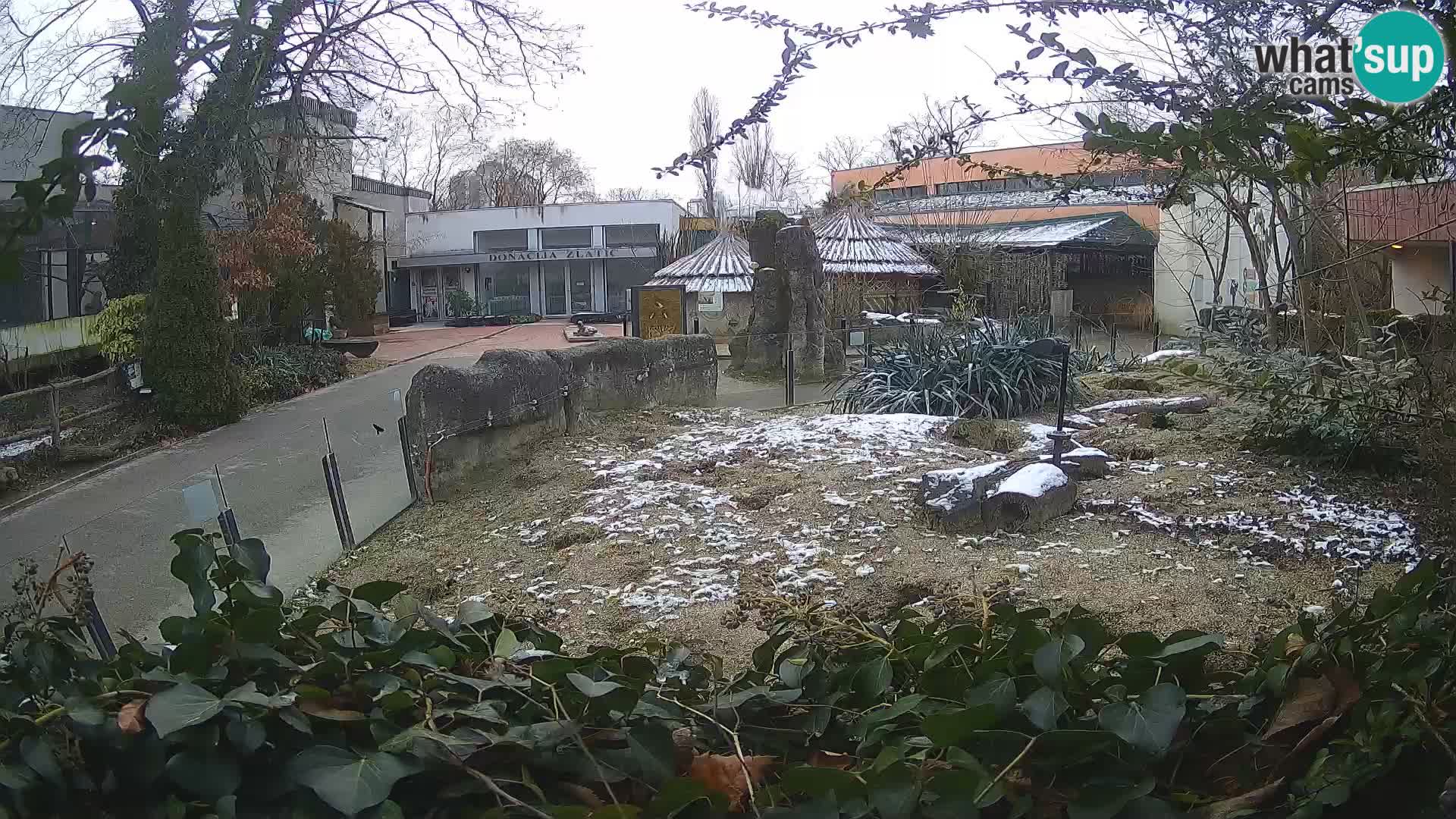 Zoo Zagreb – Meerkat (Suricate)