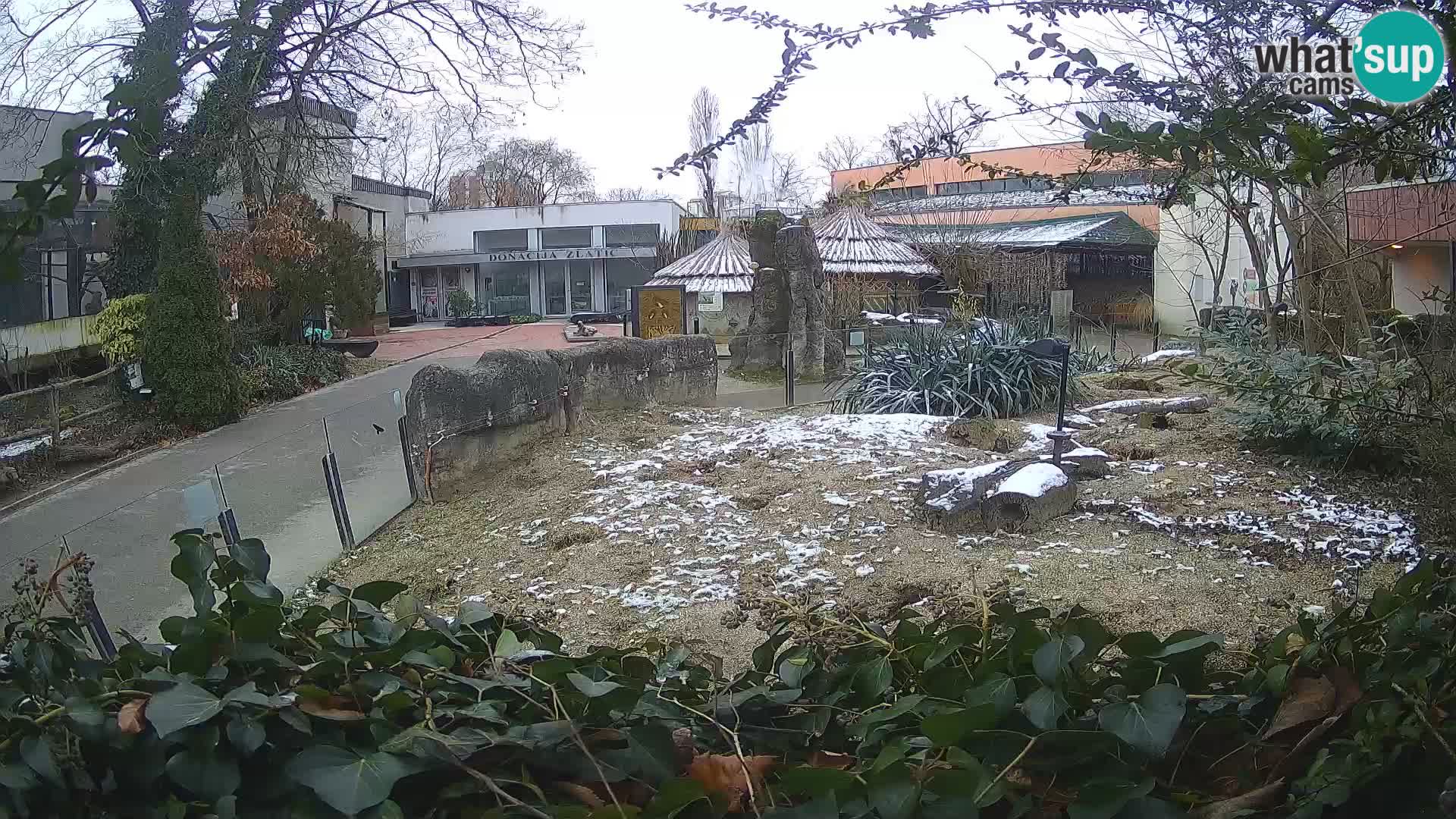 Zoo Zagreb – Meerkat (Suricate)