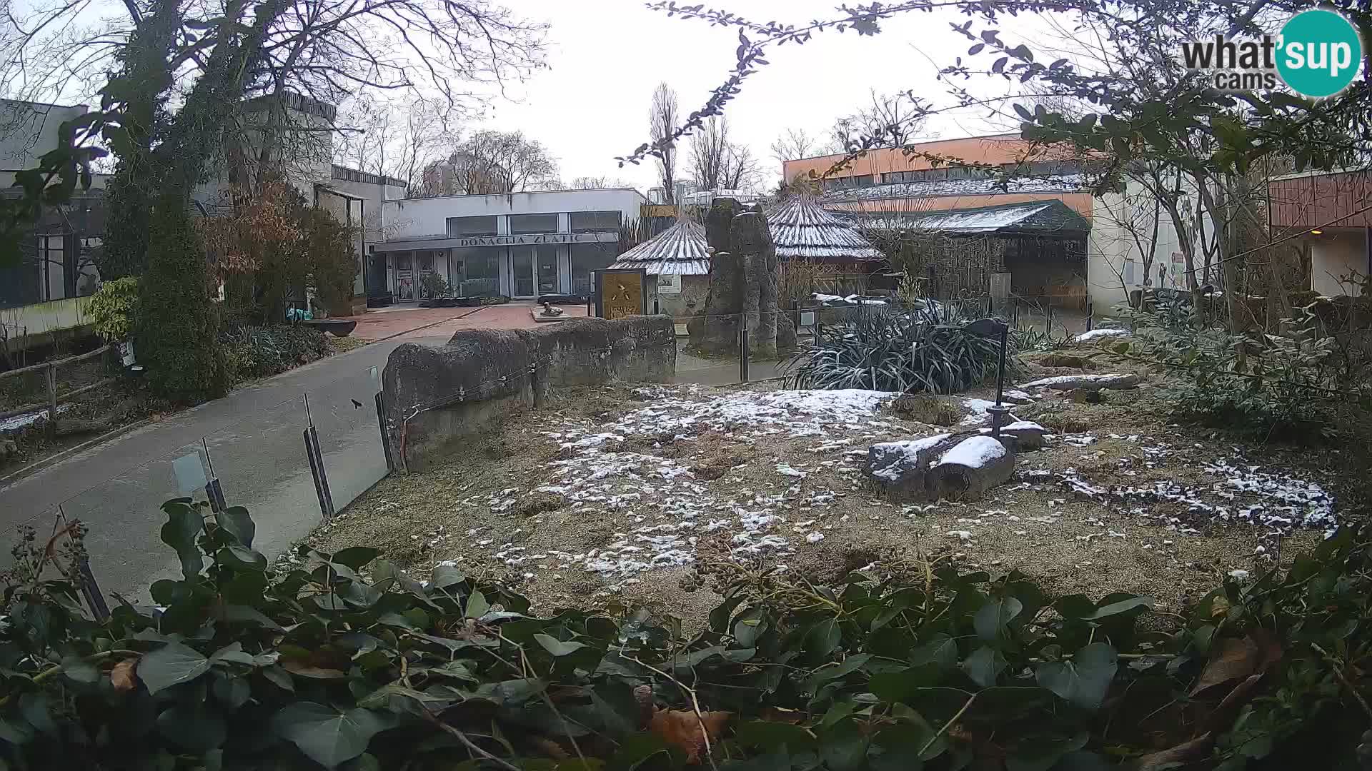 Zoo Zagreb – Surikate