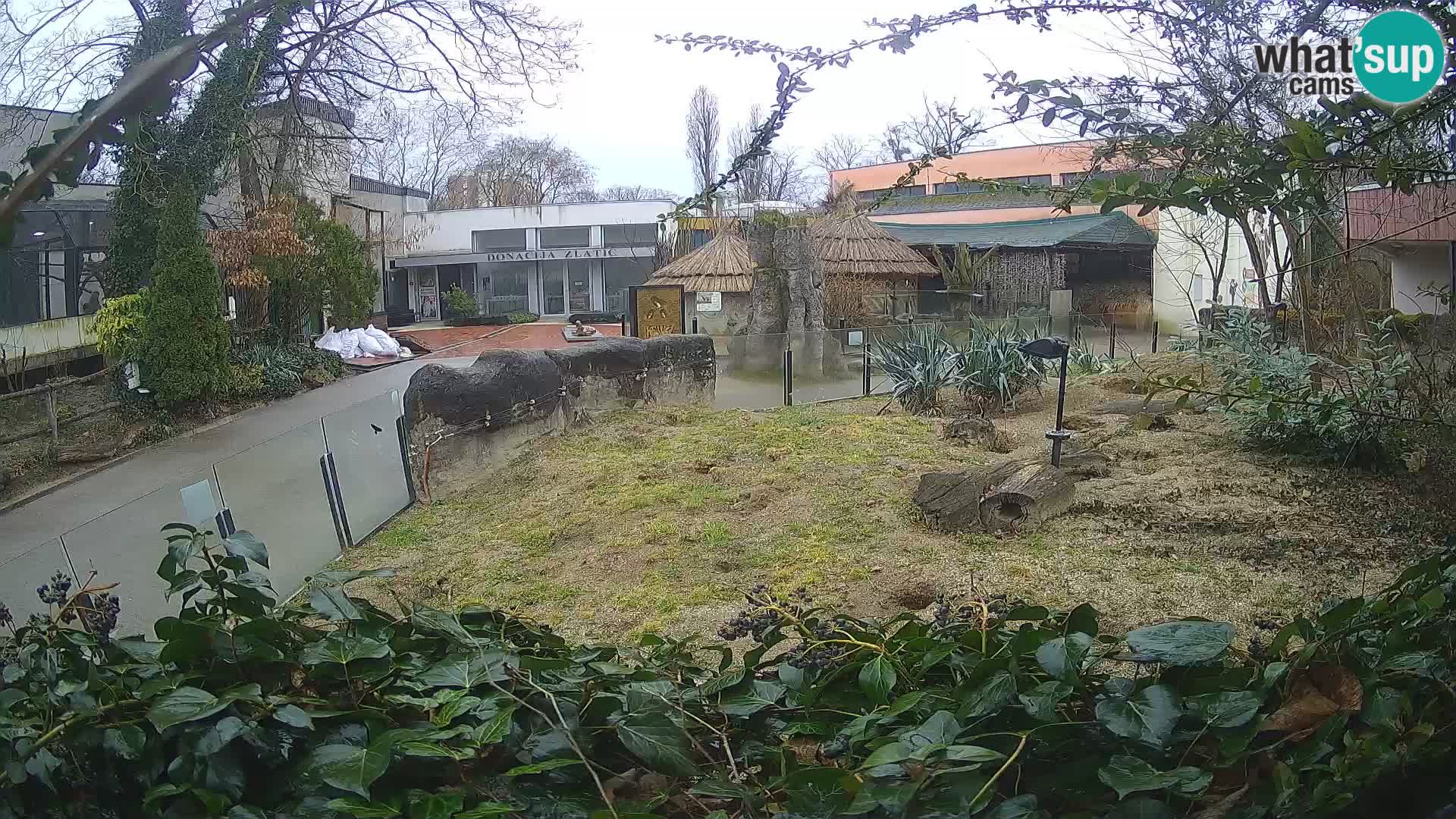 Zoo Zagreb – Suricate