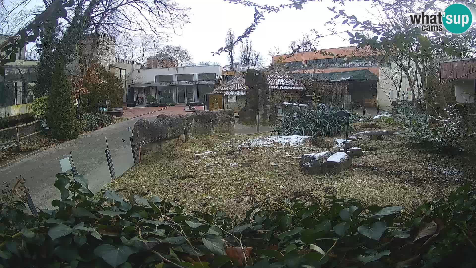 Zoo Zagreb – Merkat