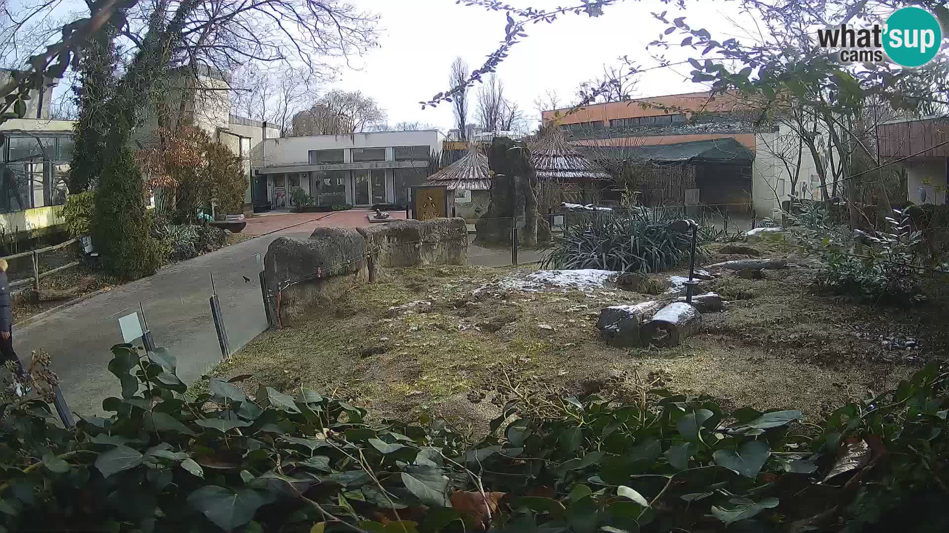 Zoo Zagreb – Suricate