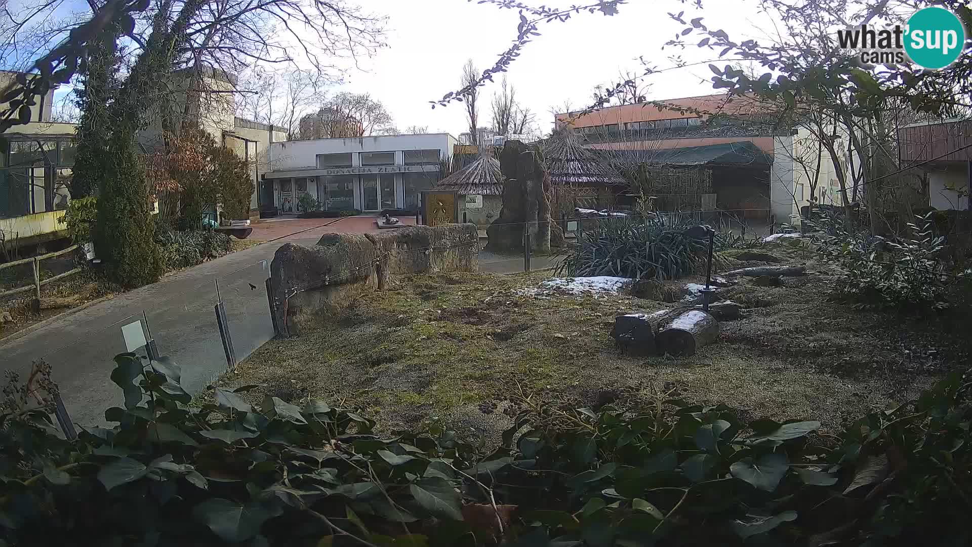 Zoo Zagreb – Suricata