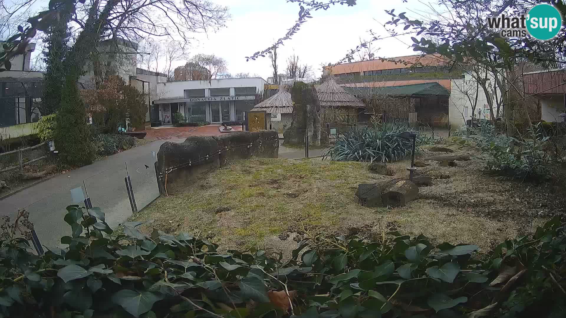 Zoo Zagreb – Meerkat (Suricate)