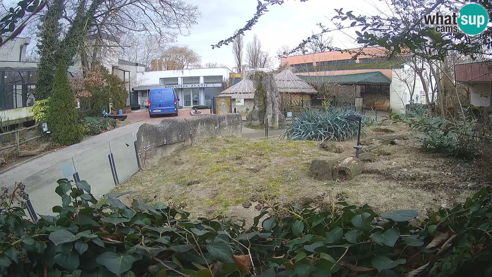 Zoo Zagreb – Meerkat (Suricate)