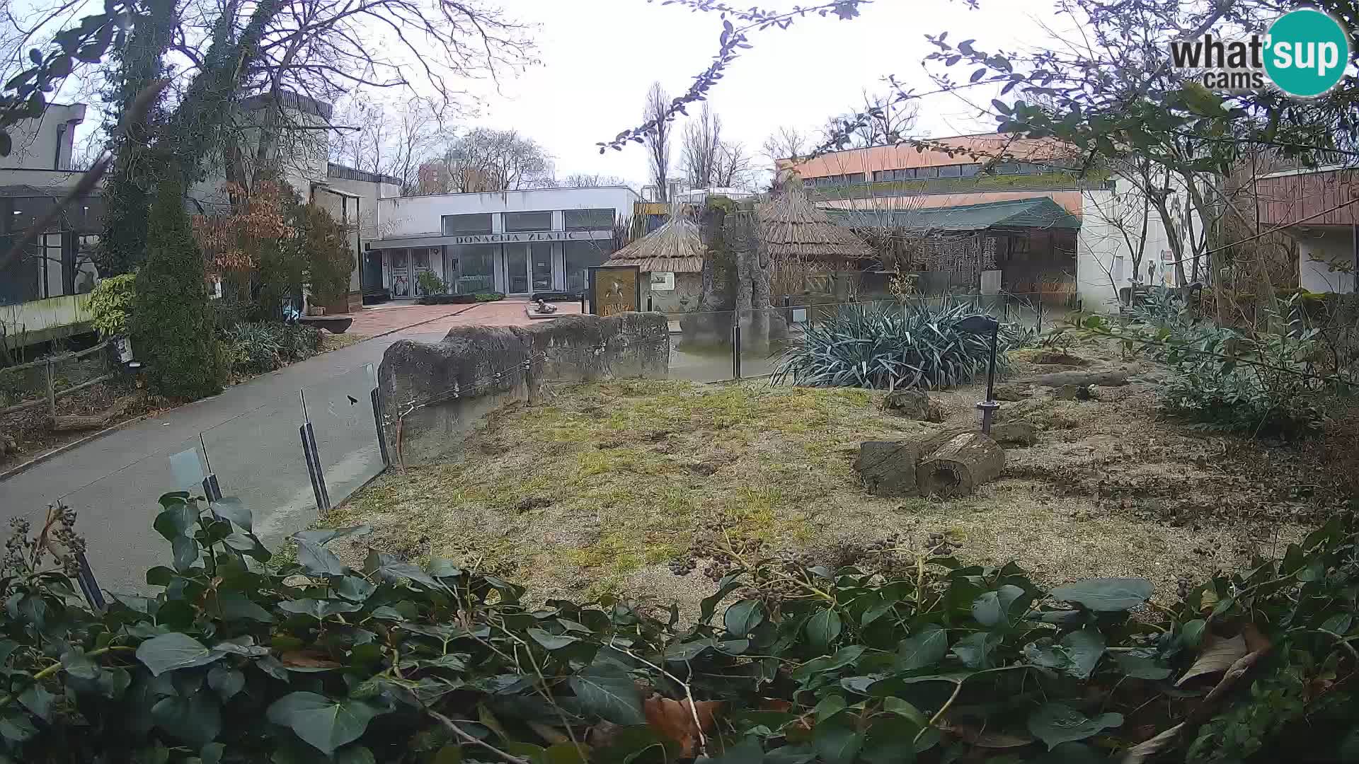 Zoo Zagreb – Suricata