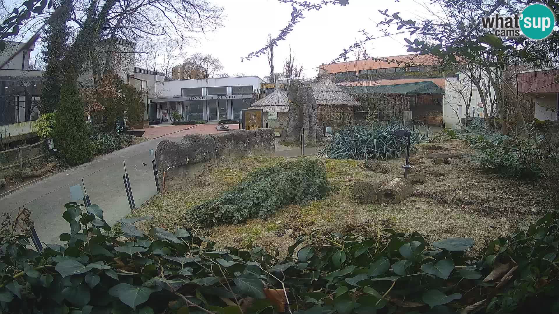 Zoo Zagreb – Suricata