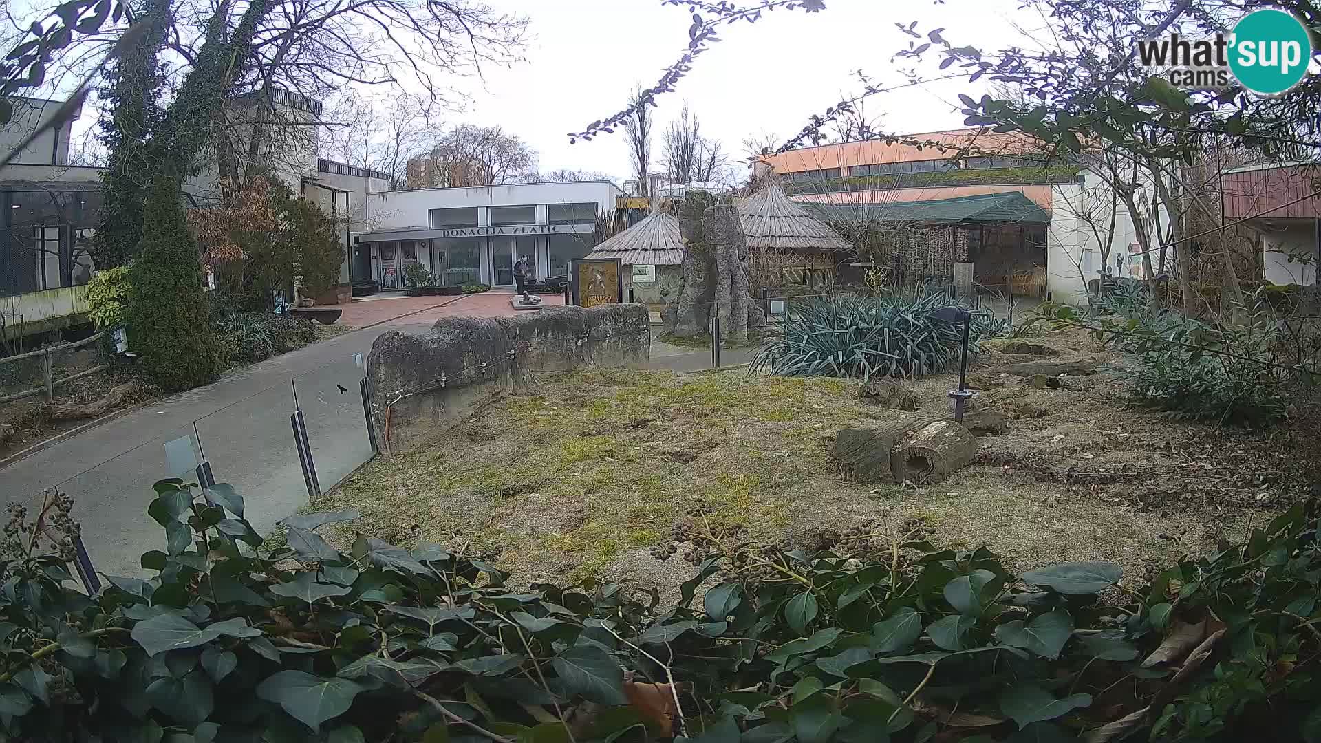 Zoo Zagreb – Surikate