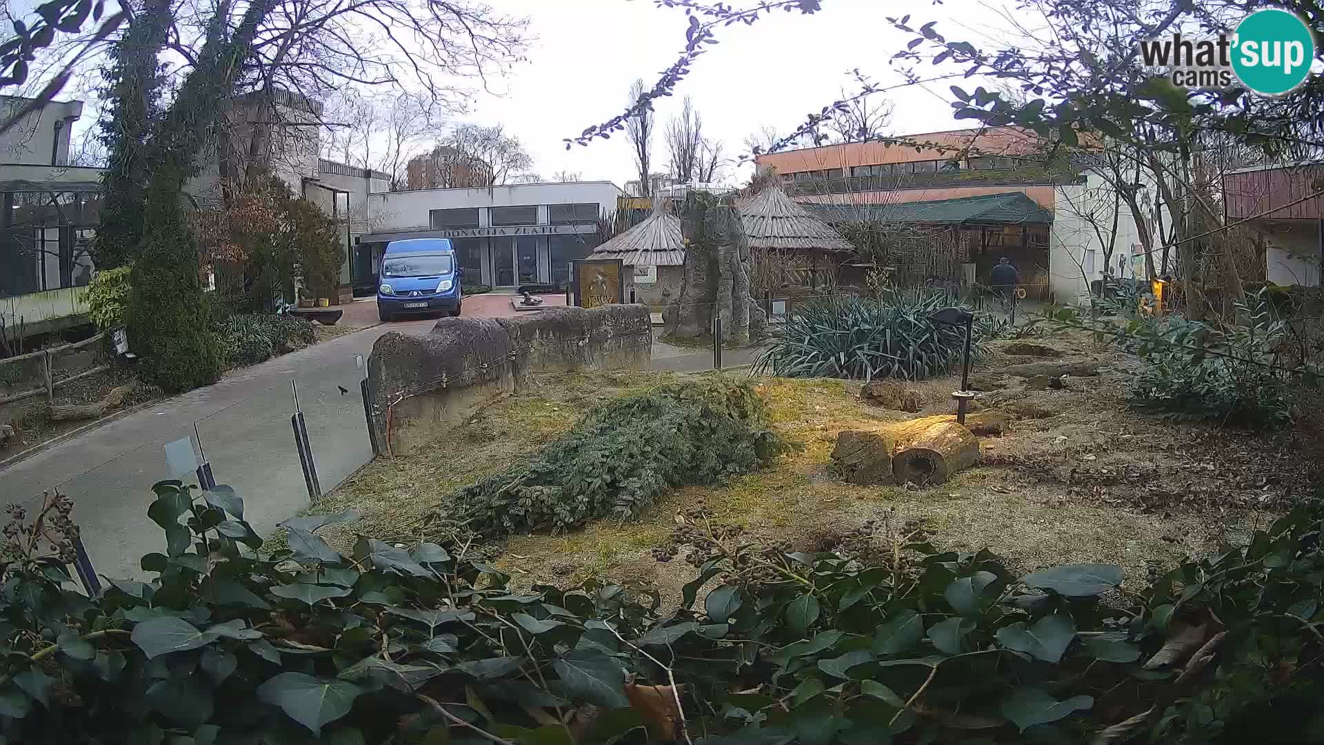 Zoo Zagreb – Meerkat (Suricate)