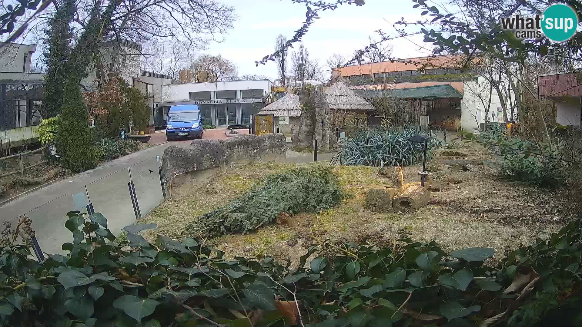 Zoo Zagreb – Surikate