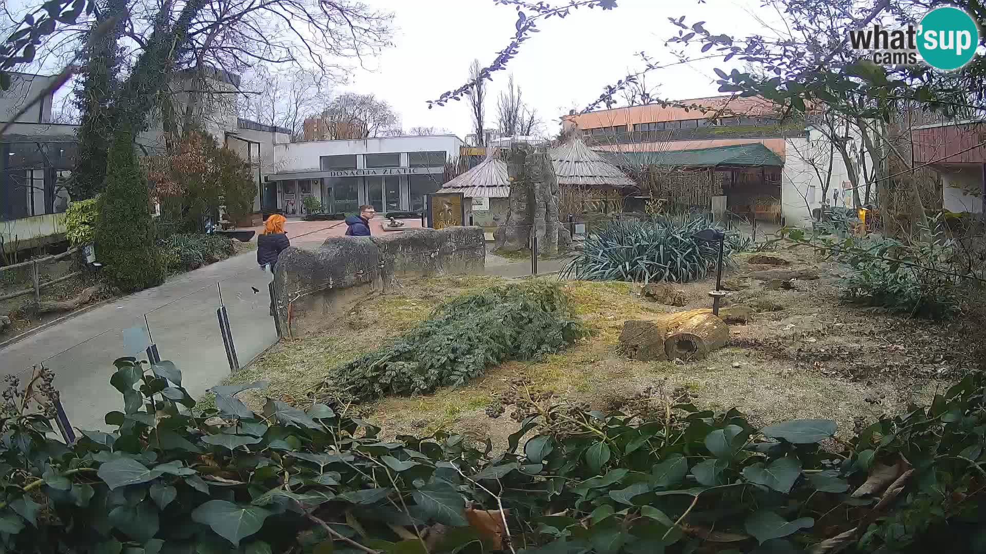 Zoo Zagreb – Suricata