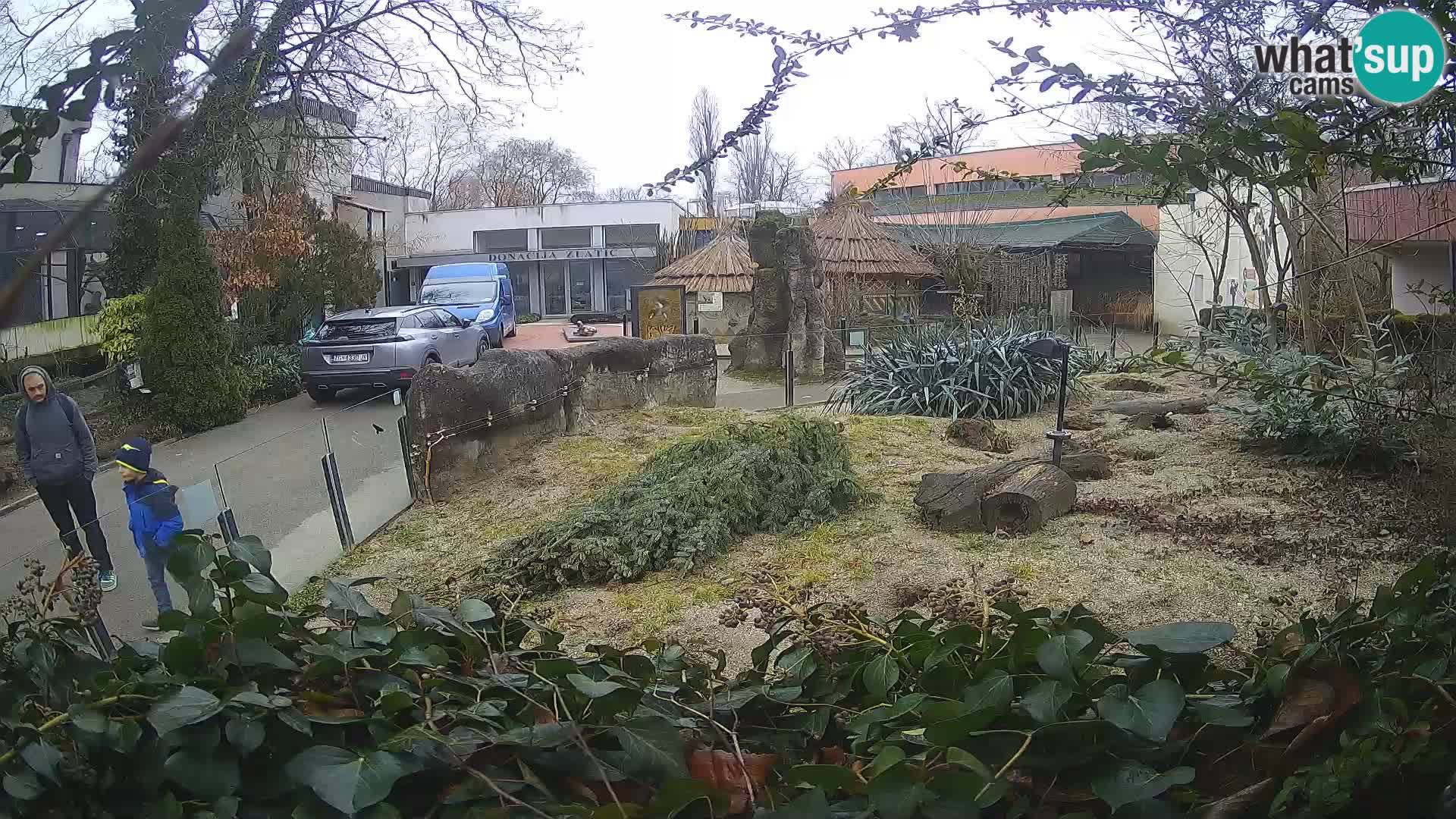 Zoo Zagreb – Meerkat (Suricate)