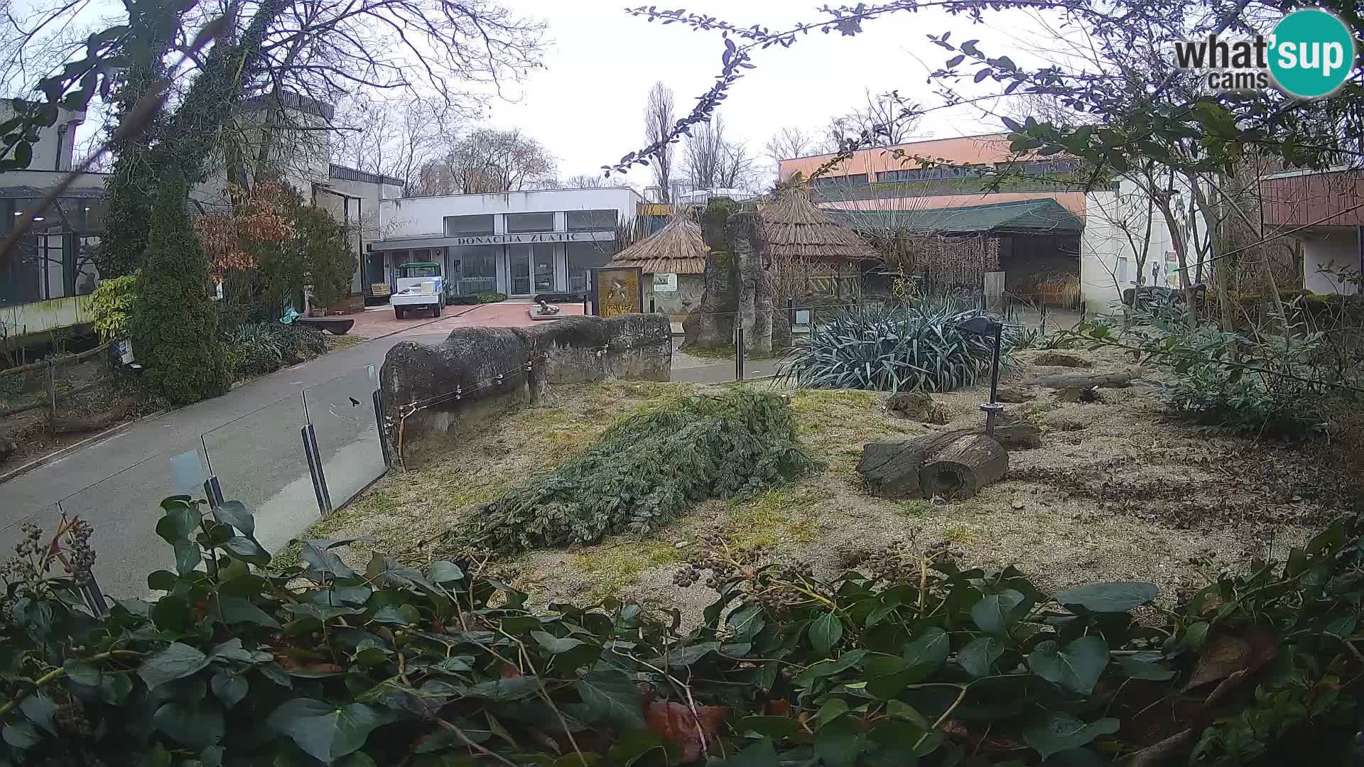 Zoo Zagreb – Meerkat (Suricate)