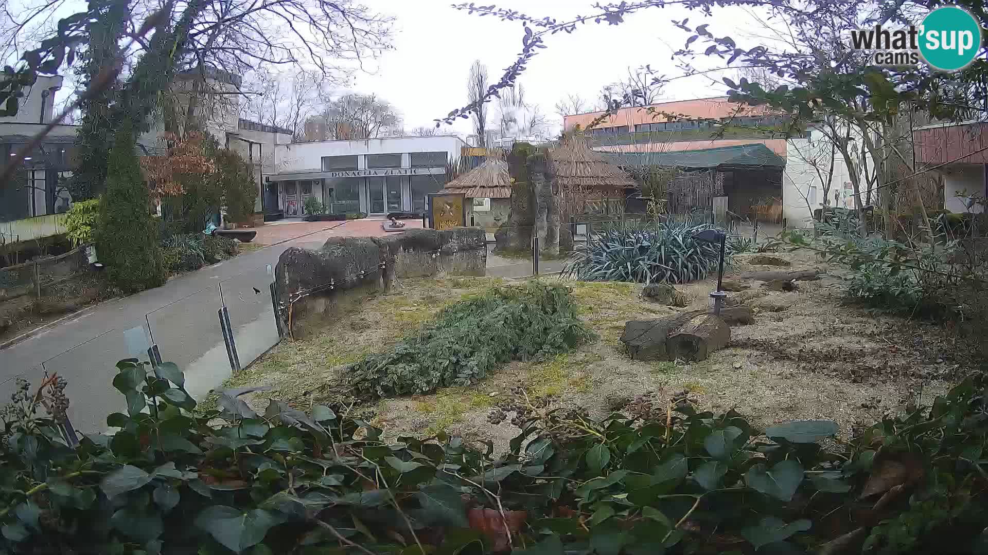 Zoo Zagreb – Meerkat (Suricate)