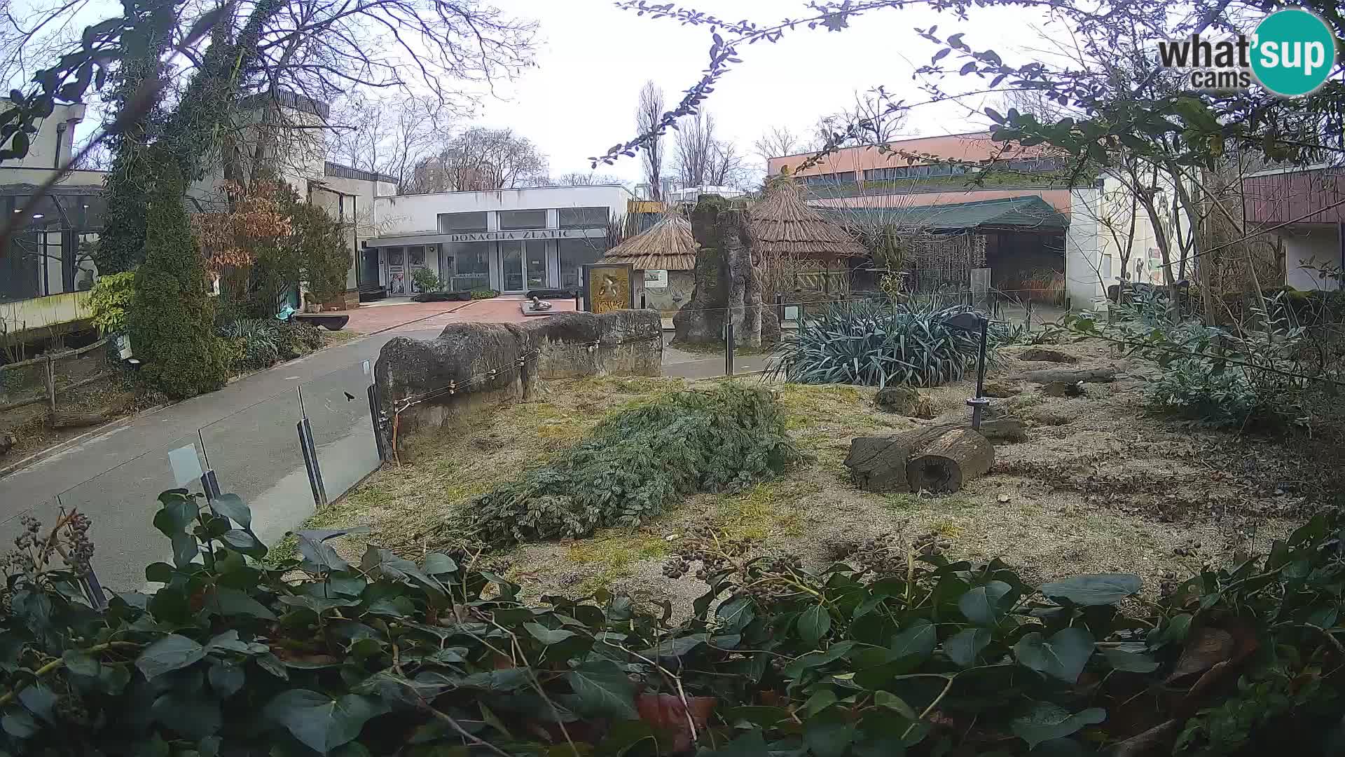 Zoo Zagreb – Meerkat (Suricate)