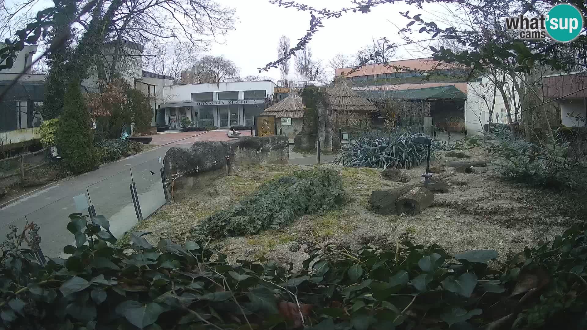 Zoo Zagreb – Meerkat (Suricate)