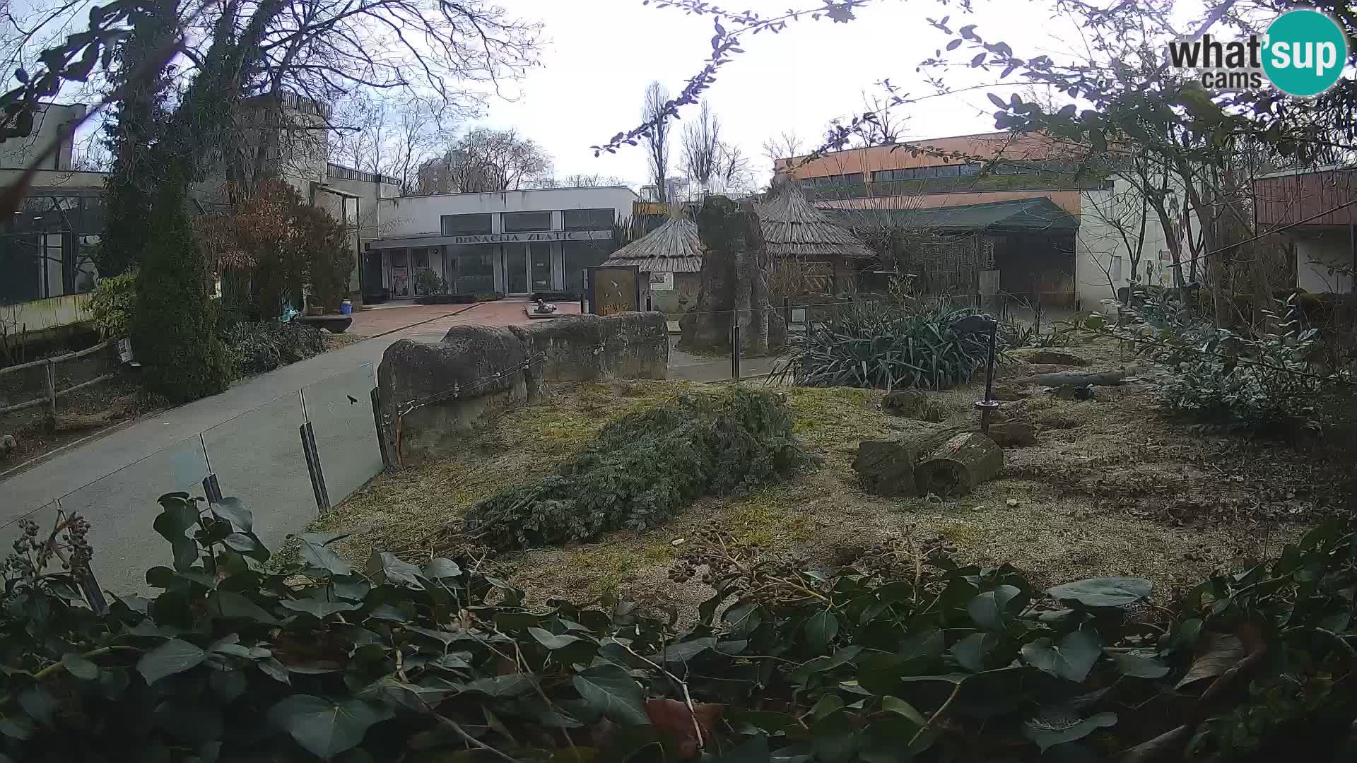 Zoo Zagreb – Meerkat (Suricate)