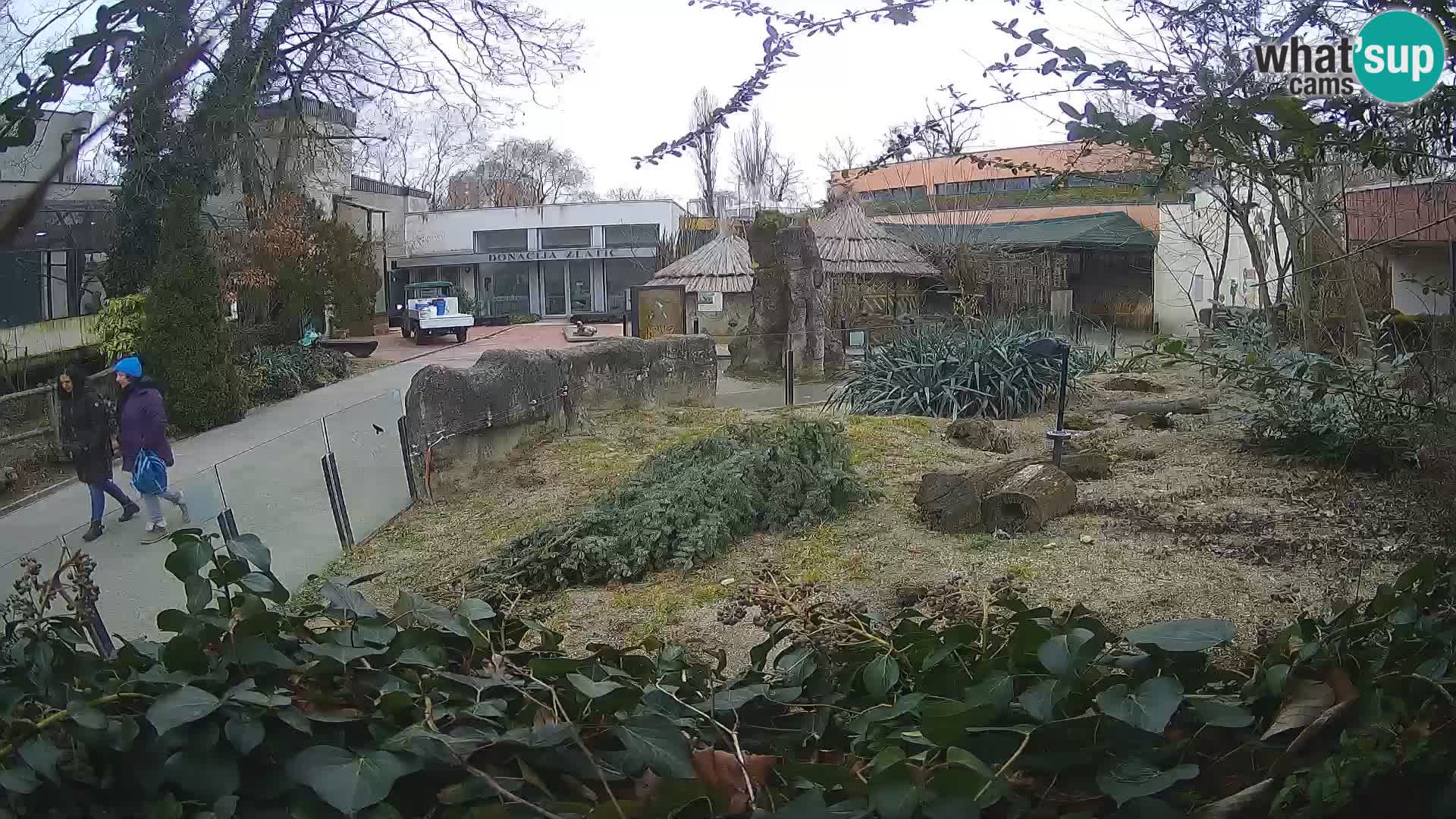 Zoo Zagreb – Erdmännchen