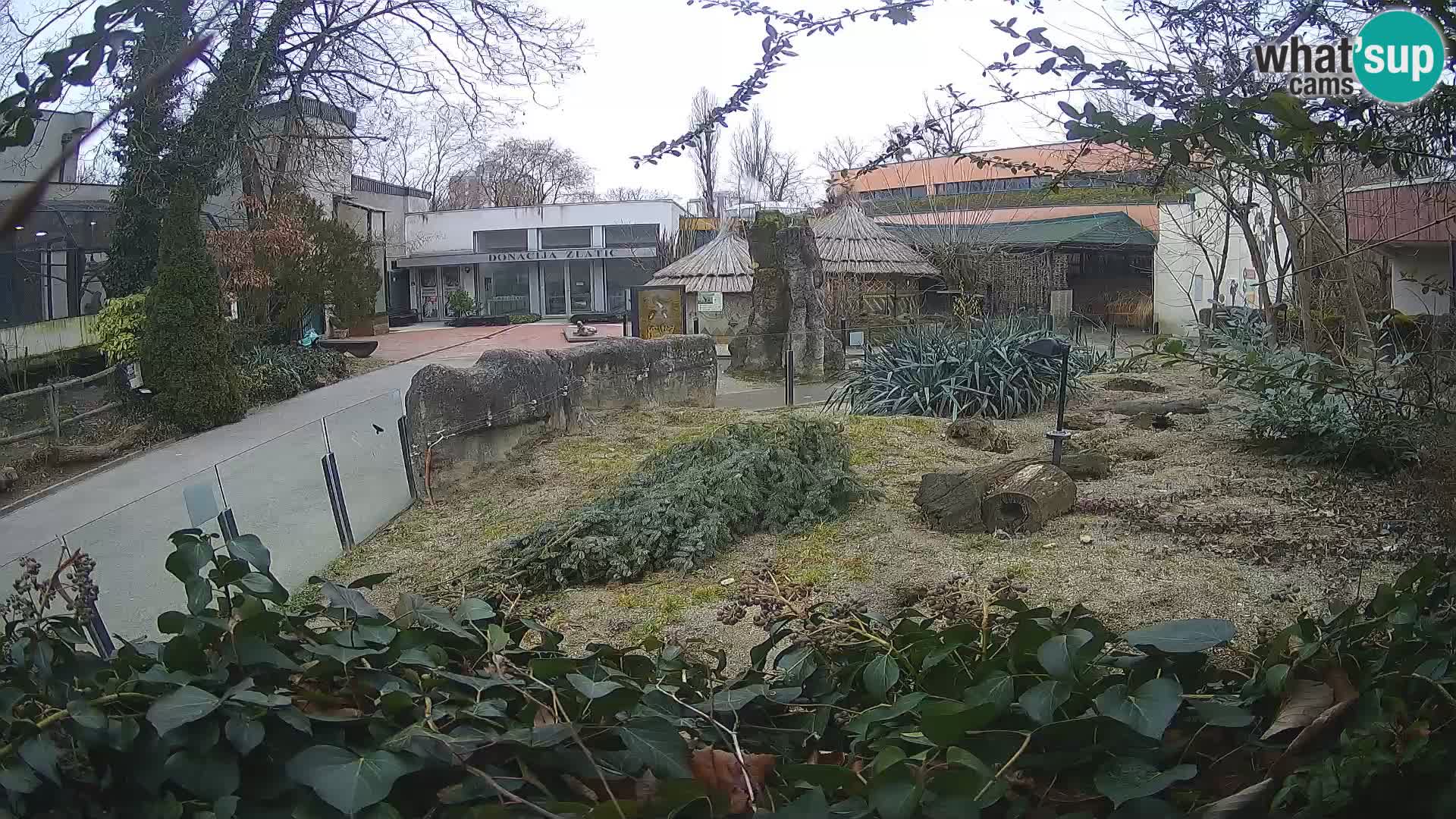 Zoo Zagreb – Meerkat (Suricate)