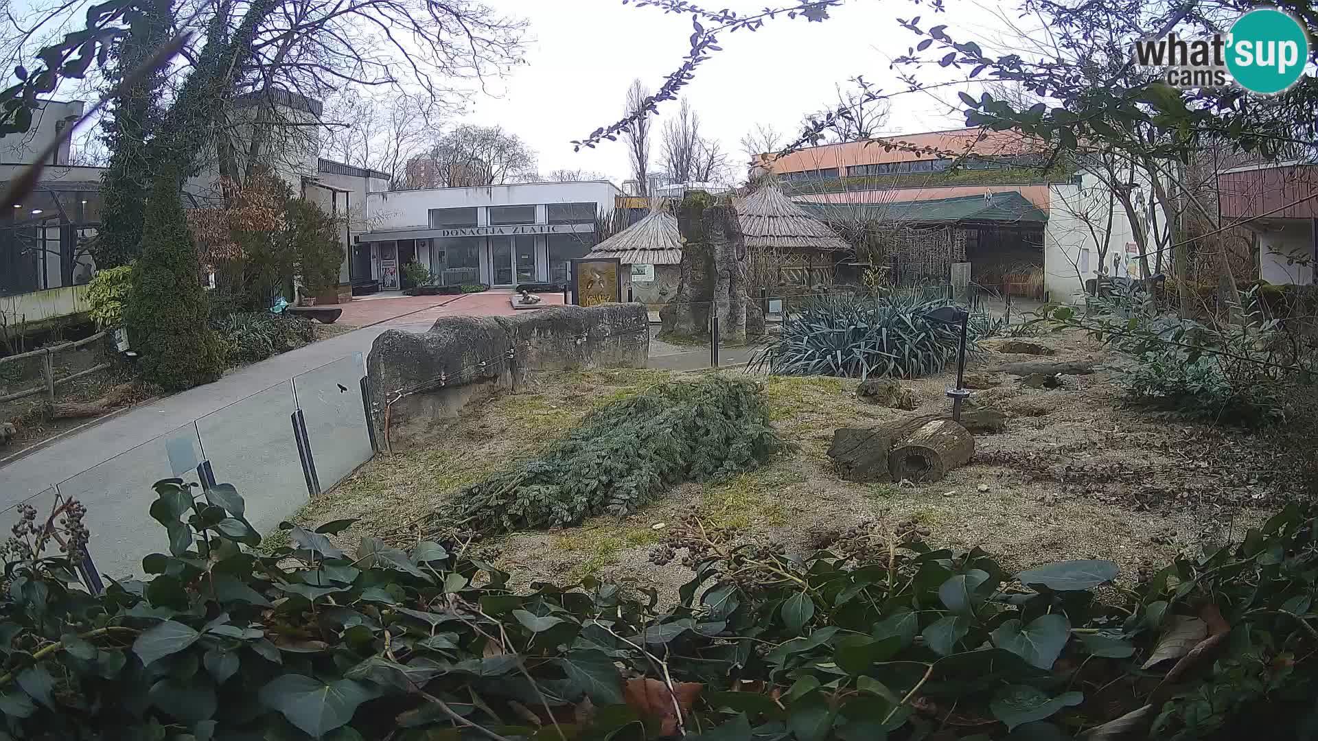 Zoo Zagreb – Meerkat (Suricate)