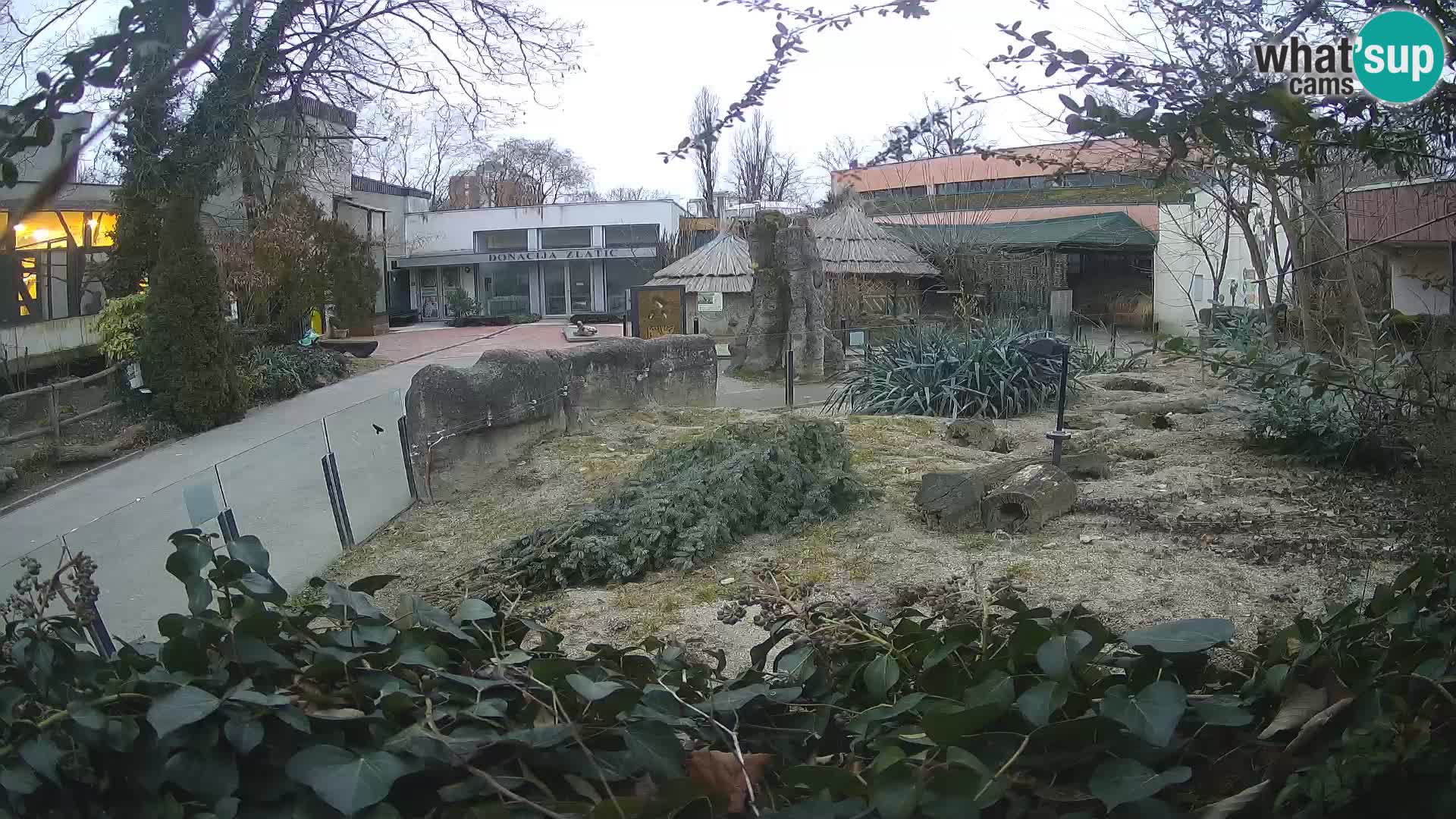 Zoo Zagreb – Meerkat (Suricate)