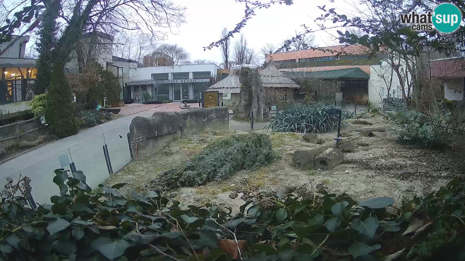 Zoo Zagreb – Meerkat (Suricate)