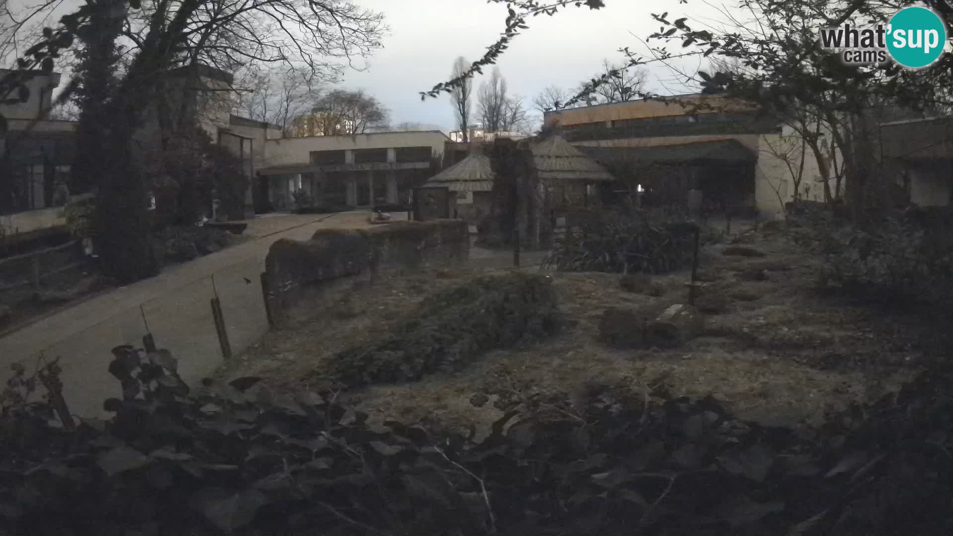 Zoo Zagreb – Meerkat (Suricate)