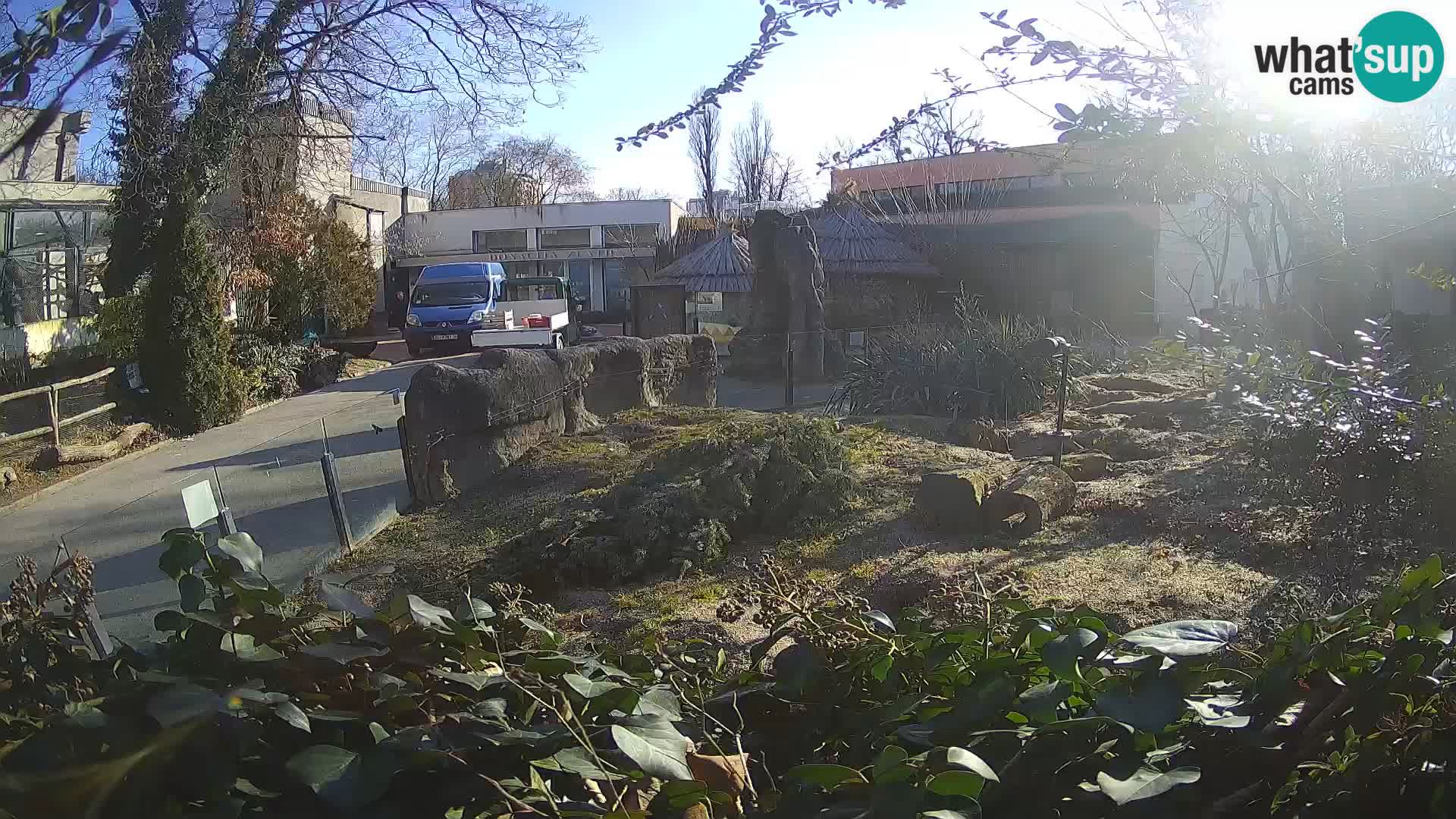 Zoo Zagreb – Meerkat (Suricate)