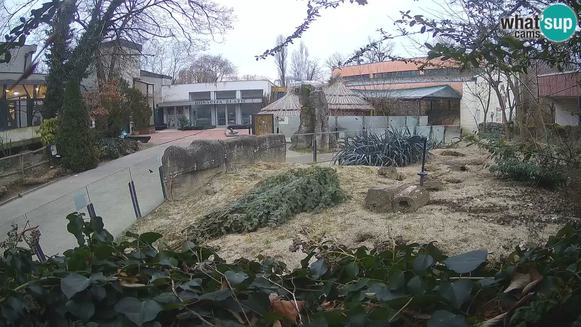 Zoo Zagreb – Meerkat (Suricate)