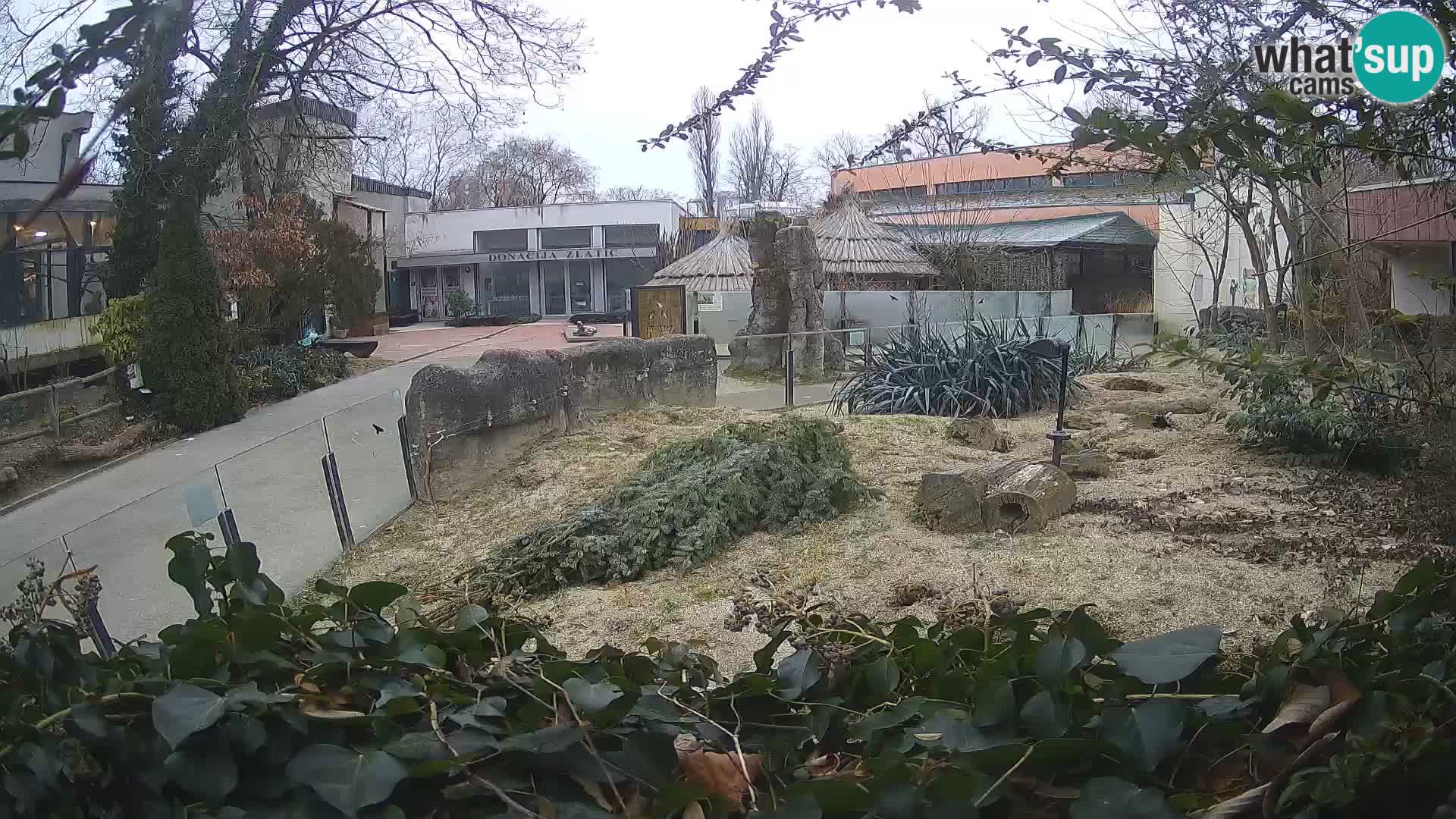 Zoo Zagreb – Meerkat (Suricate)