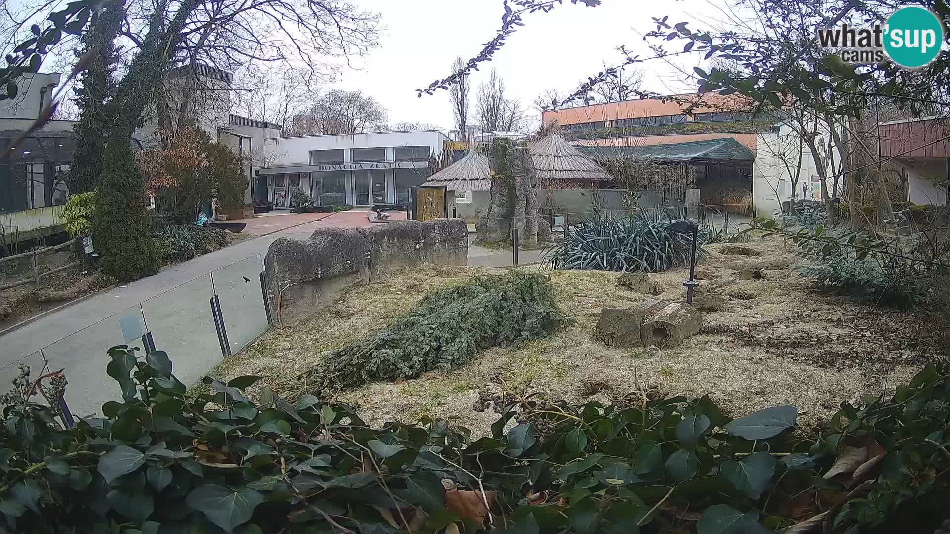 Zoo Zagreb – Meerkat (Suricate)