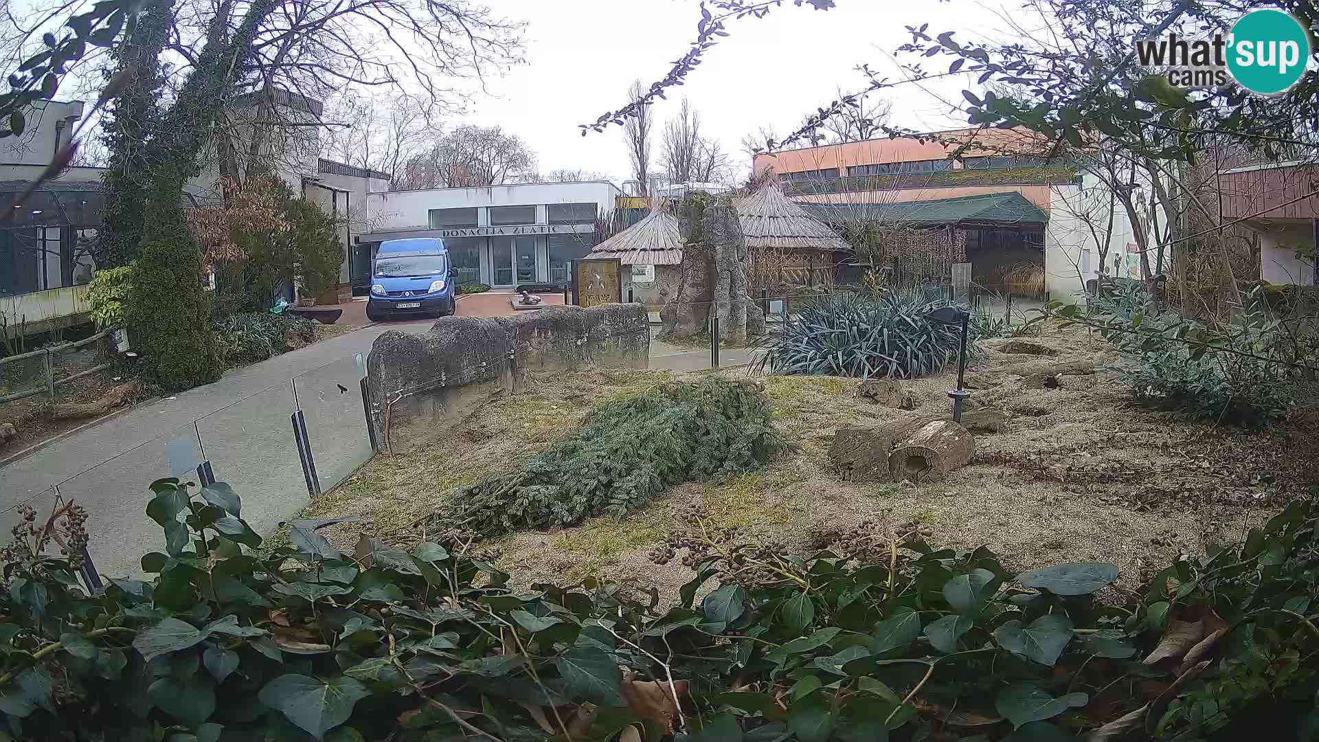 Zoo Zagreb – Meerkat (Suricate)