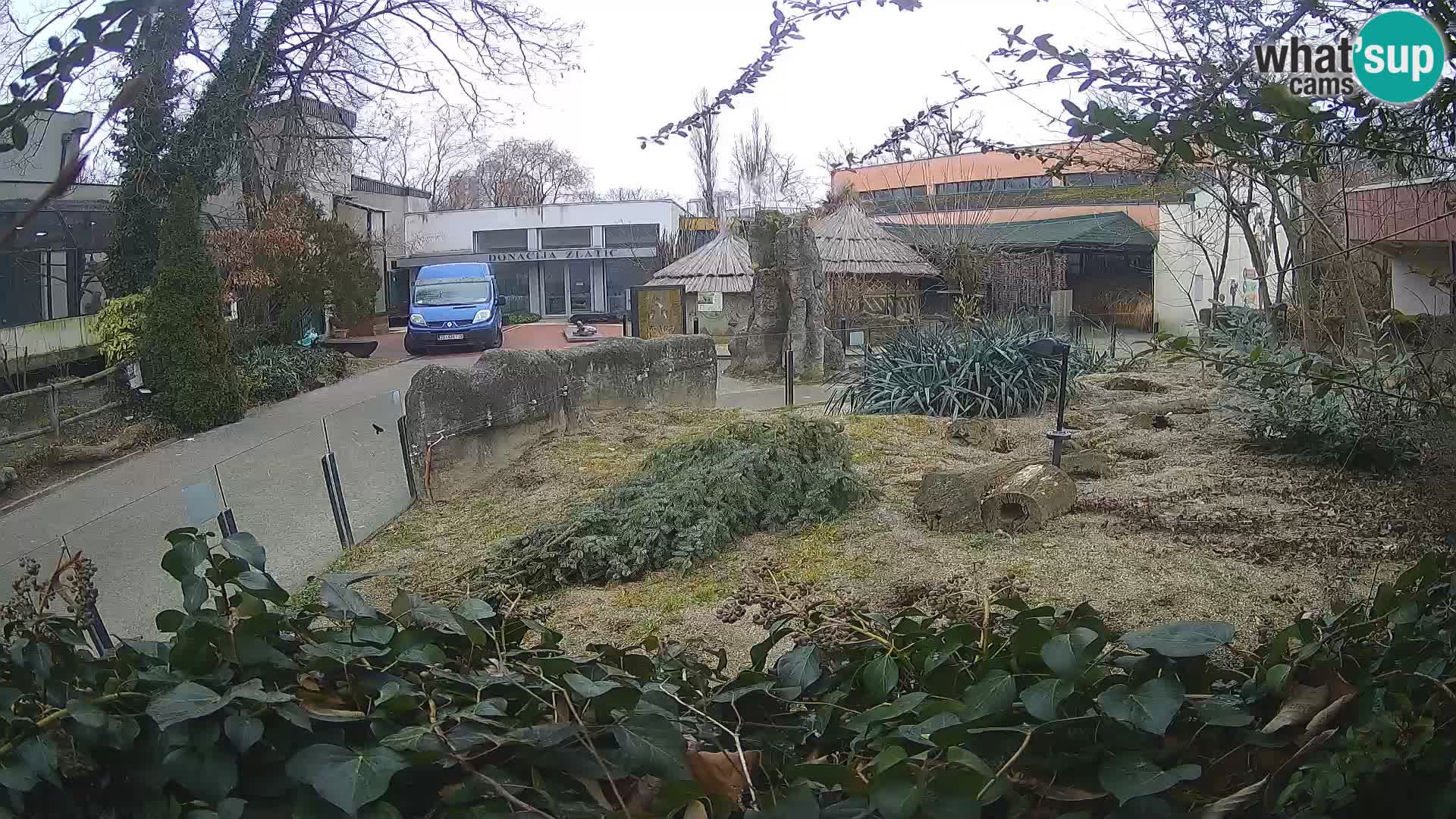 Zoo Zagreb – Meerkat (Suricate)