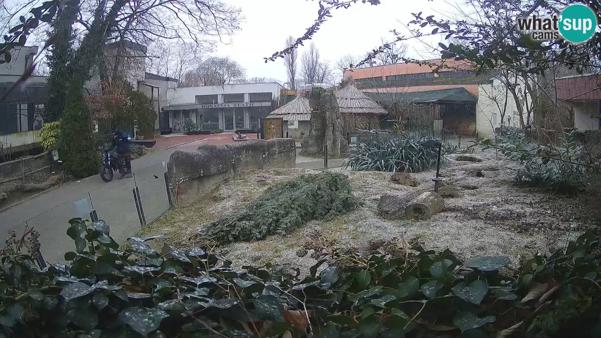 Zoo Zagreb – Meerkat (Suricate)