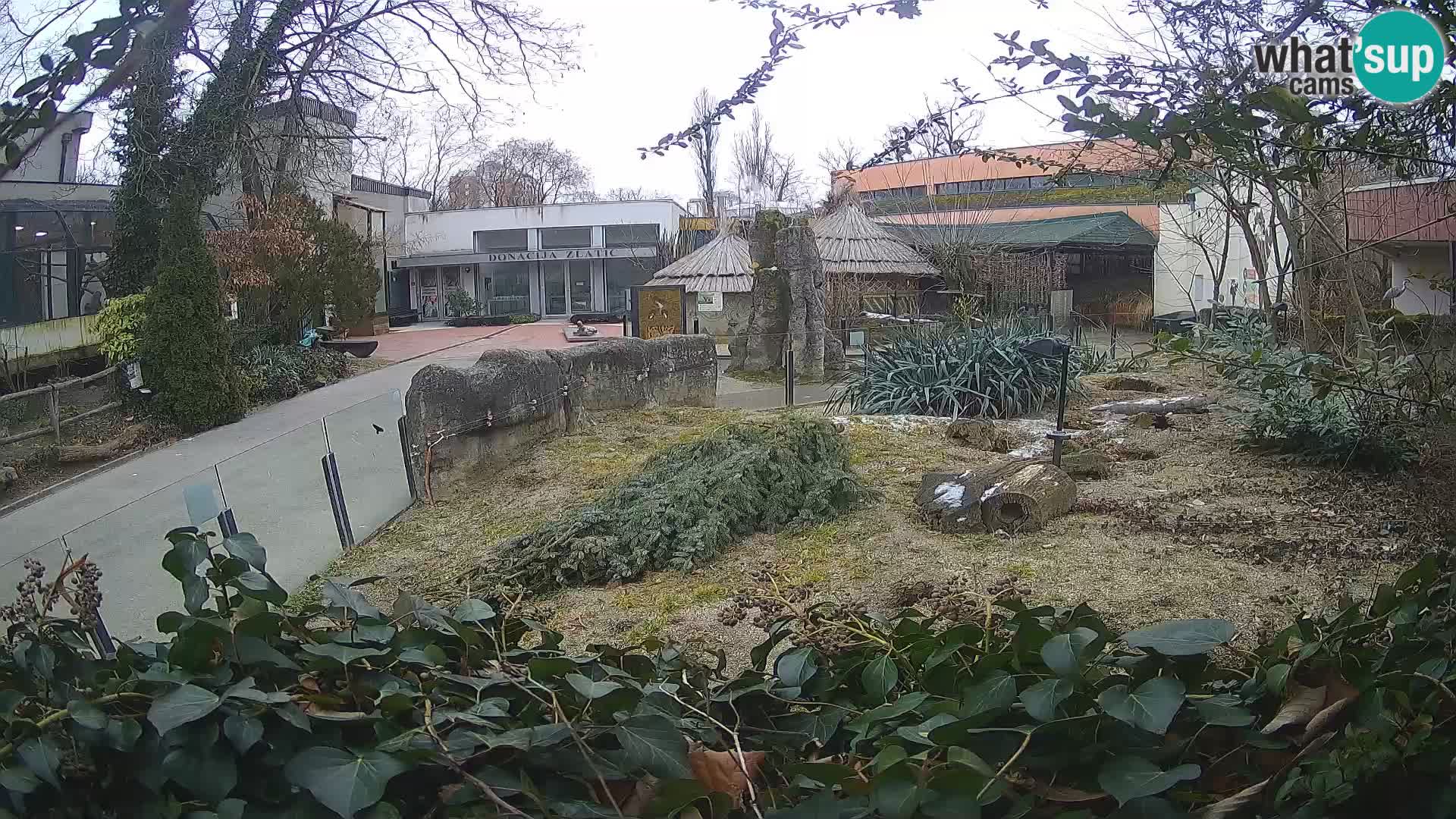 Zoo Zagreb – Erdmännchen