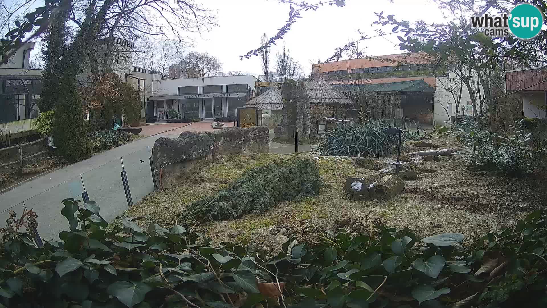 Zoo Zagreb – Merkat