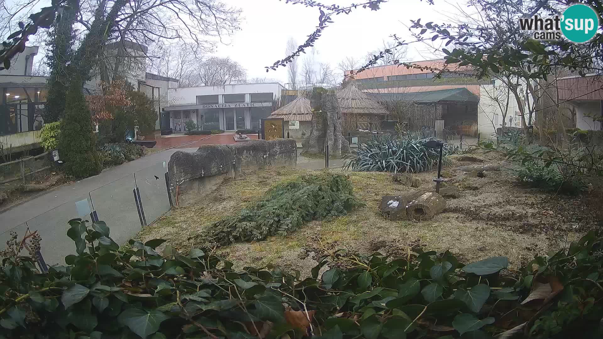 Zoo Zagreb – Erdmännchen