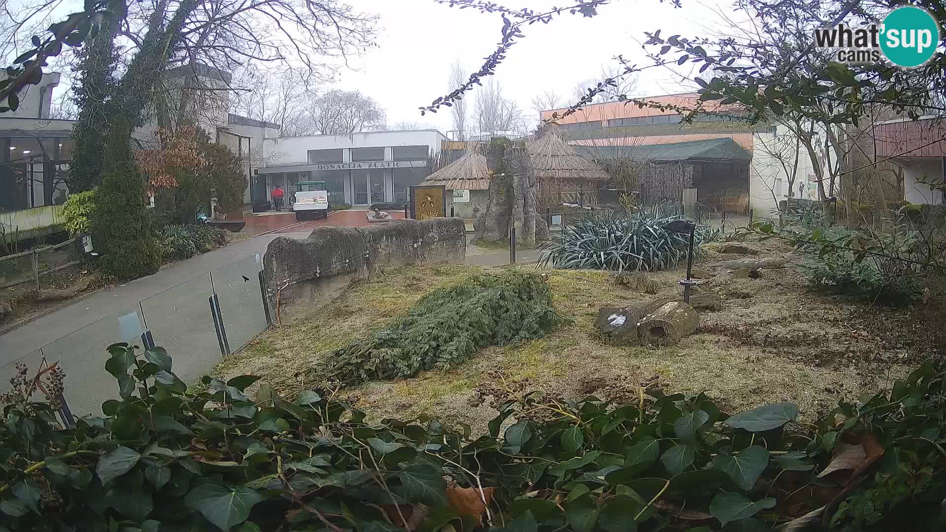 Zoo Zagreb – Meerkat (Suricate)