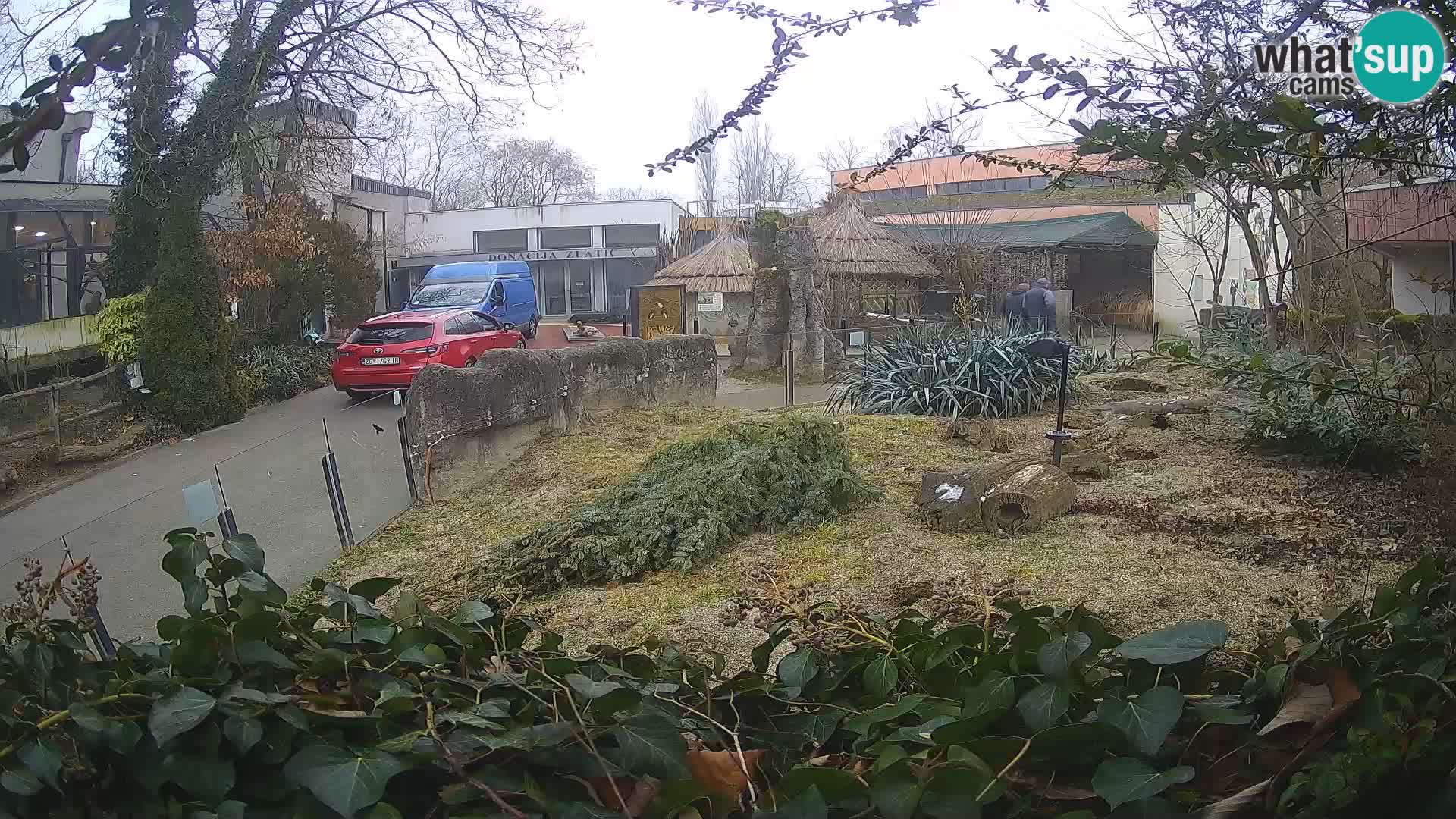 Zoo Zagreb – Suricata