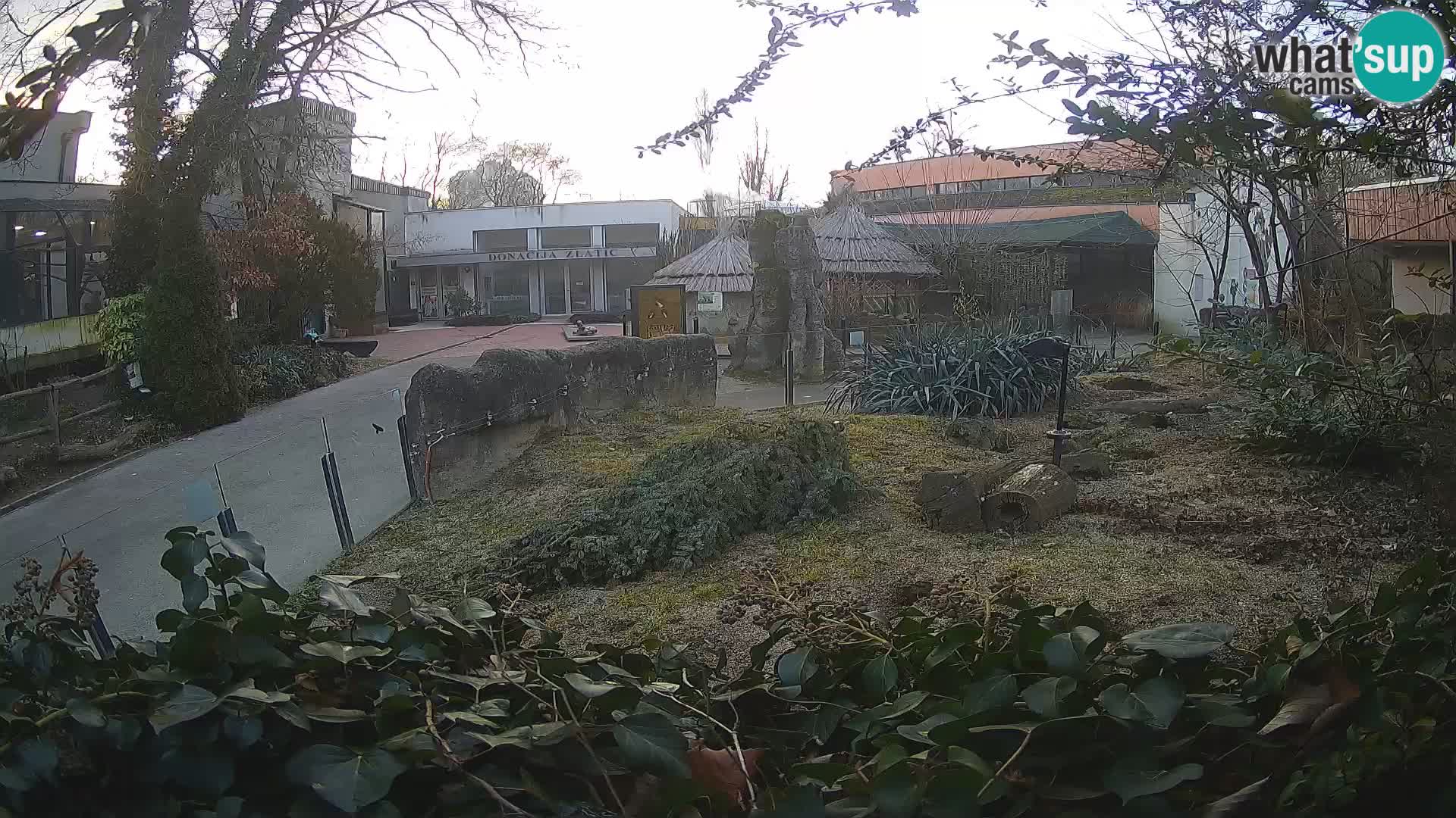 Zoo Zagreb – Meerkat (Suricate)