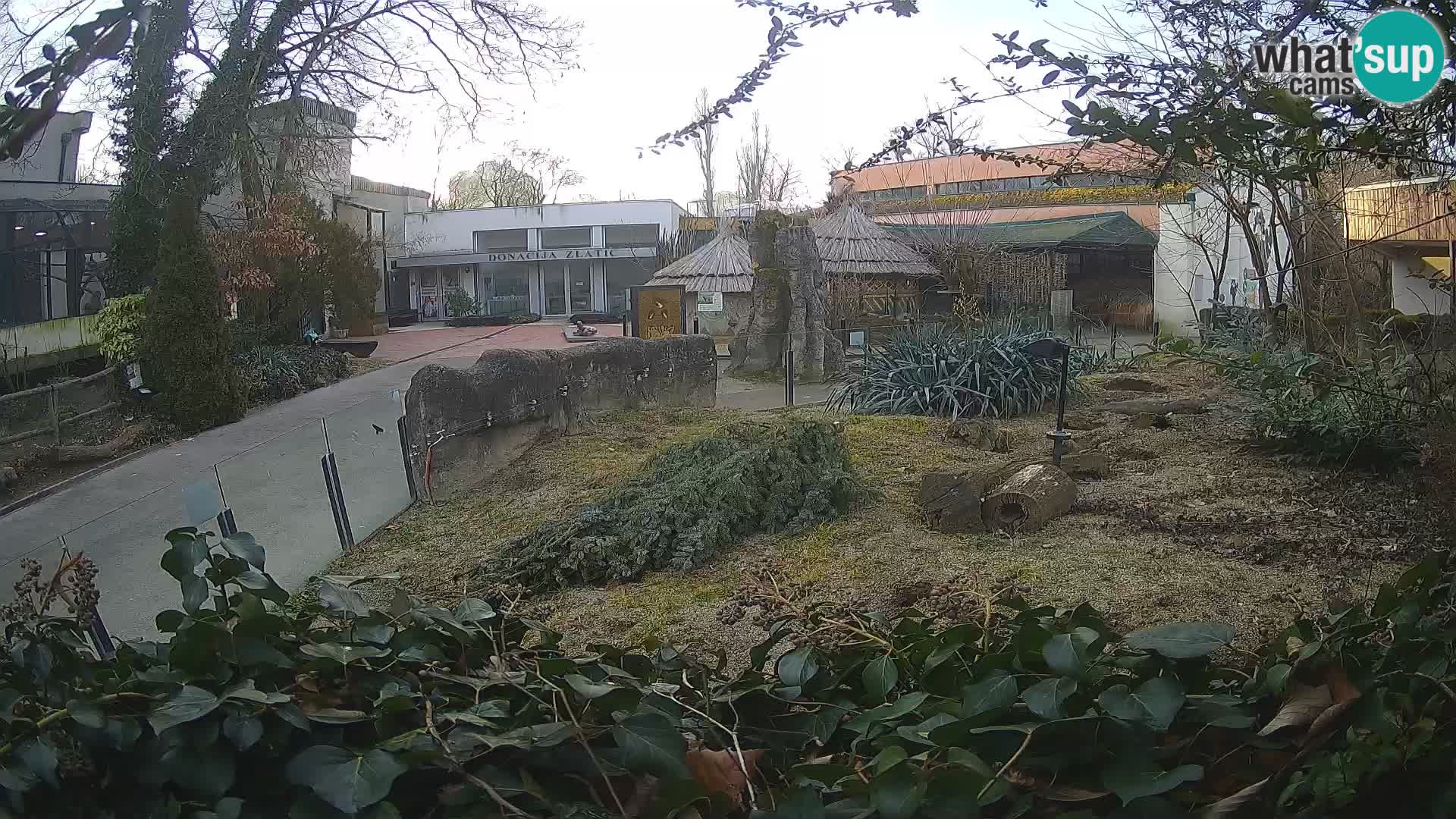 Zoo Zagreb – Merkat