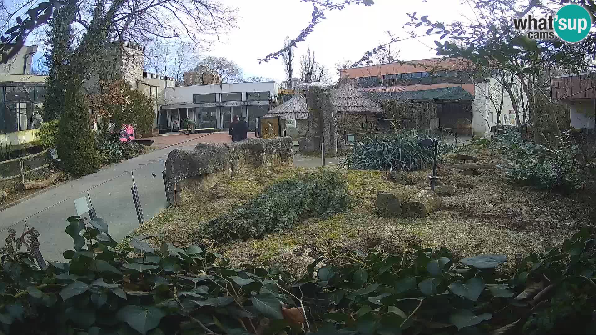 Zoo Zagreb – Erdmännchen