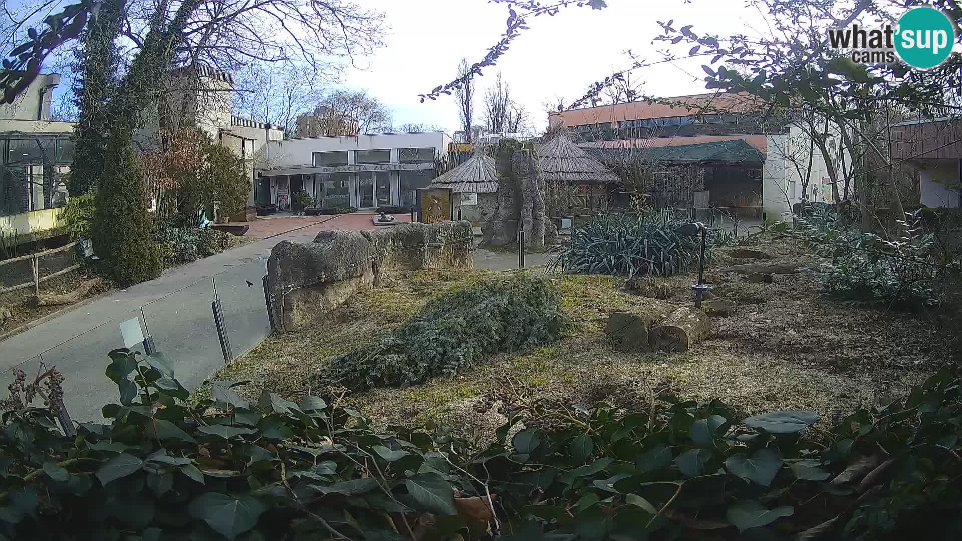 Zoo Zagreb – Erdmännchen